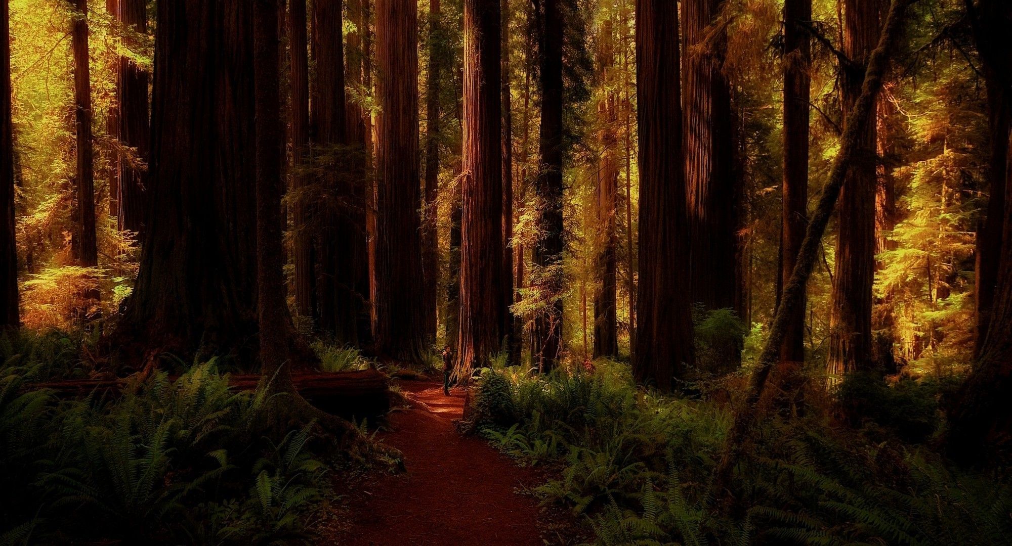 California Redwood Forest Wallpapers - 4k, HD California Redwood Forest