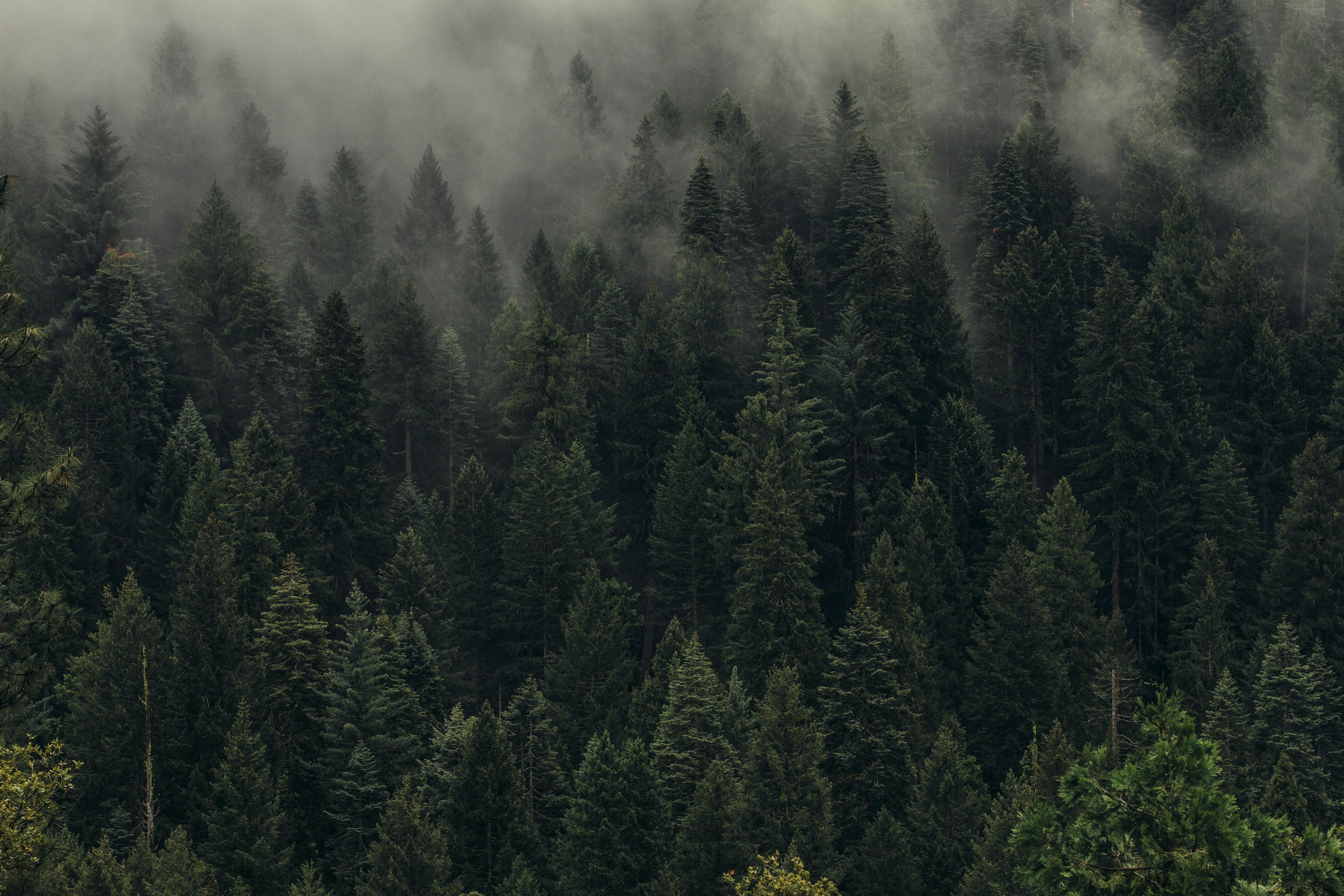 Forest Wallpapers - 4k, HD Forest Backgrounds on WallpaperBat