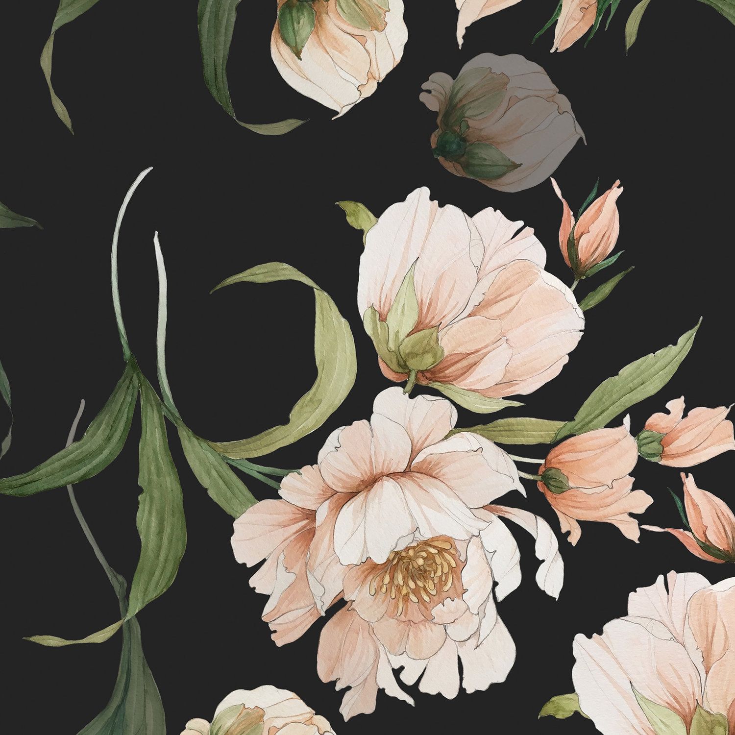 Peony Wallpapers - 4k, HD Peony Backgrounds on WallpaperBat