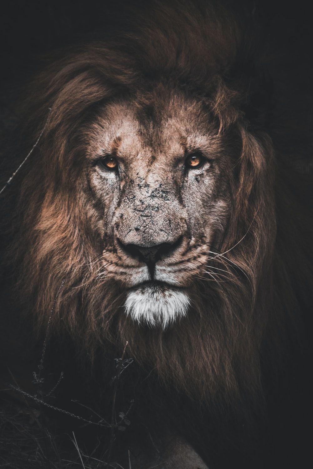 Lion Wallpapers 4k Hd Lion Backgrounds On Wallpaperbat