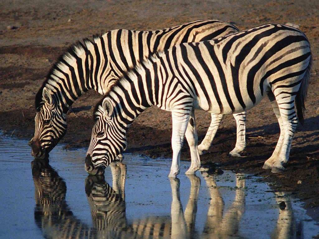 1024x768 Zebra Wallpapers - Animals Town Wallpaper