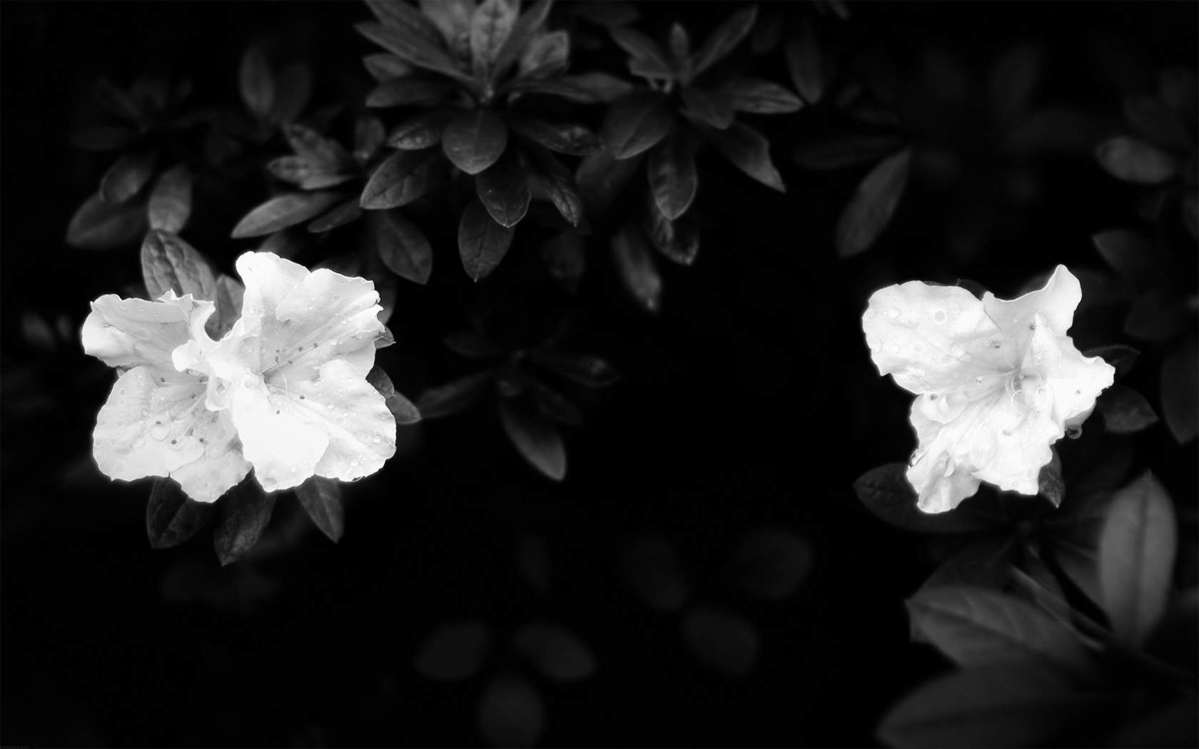 Dark Floral Desktop Wallpapers - 4k, HD Dark Floral Desktop Backgrounds