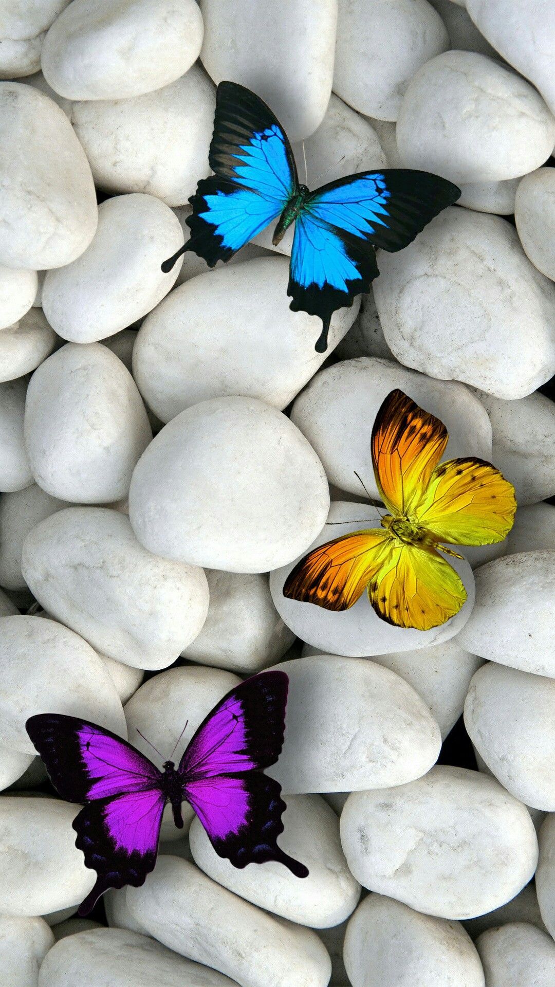 Download Butterflies Iphone Wallpapers 4k Hd Butterflies Iphone Backgrounds On Wallpaperbat