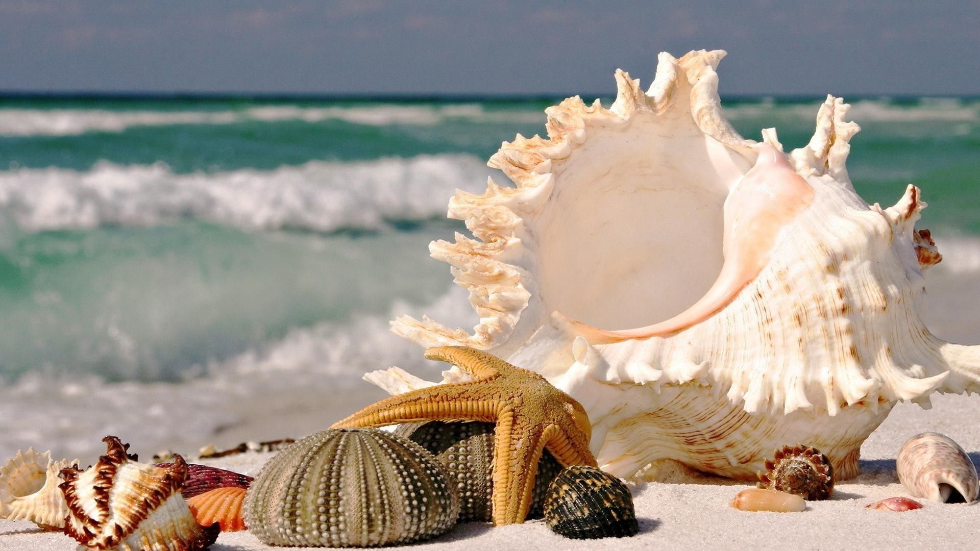 Ocean beach sea life wallpapers 4k hd ocean beach sea life