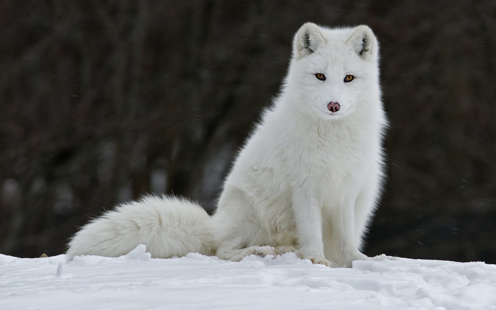 Arctic Fox Wallpapers - 4k, HD Arctic Fox Backgrounds on WallpaperBat