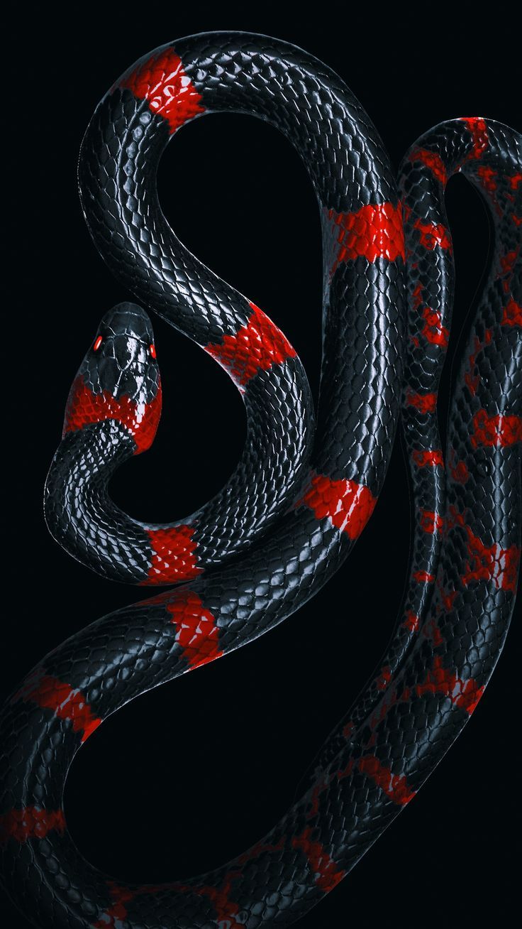 Black and Red Snake Wallpapers - 4k, HD Black and Red Snake Backgrounds ...