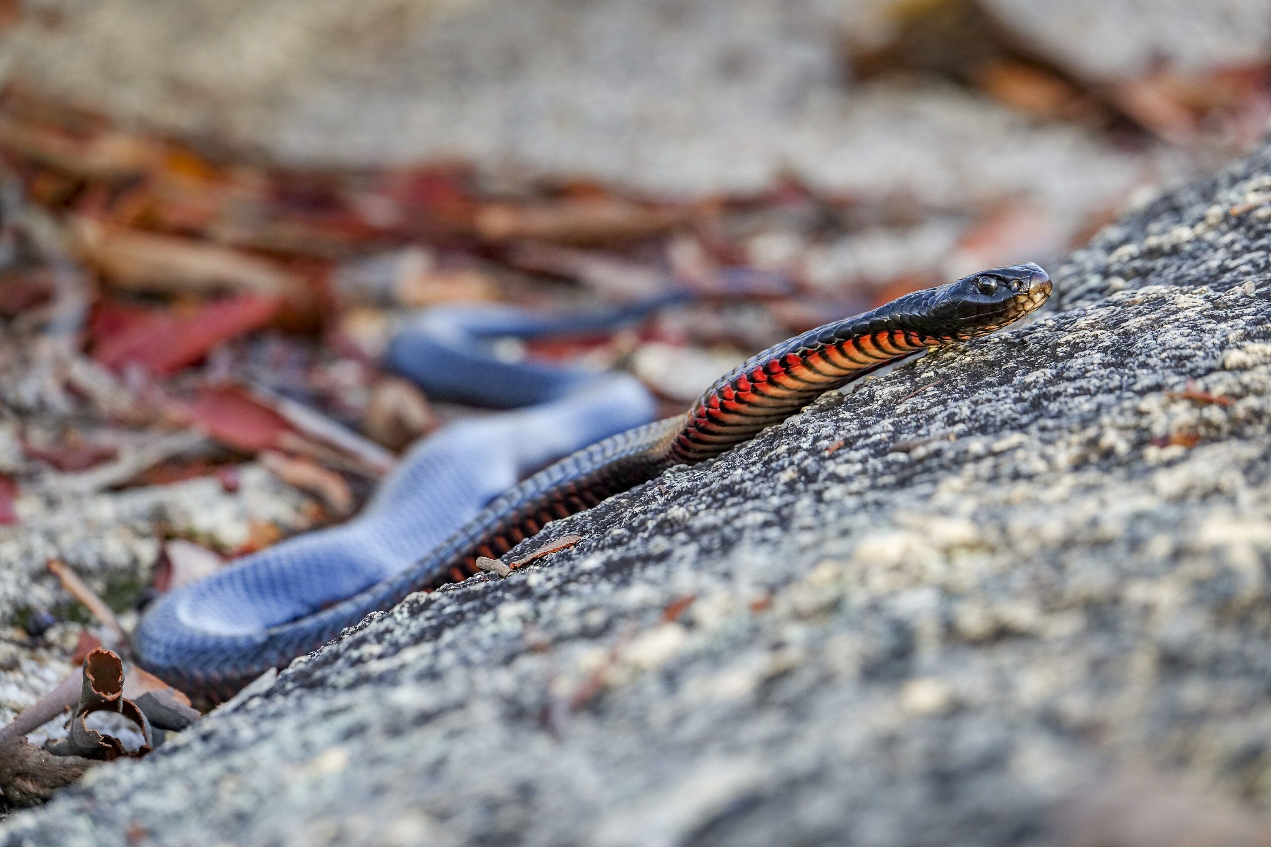 Black and Red Snake Wallpapers - 4k, HD Black and Red Snake Backgrounds ...