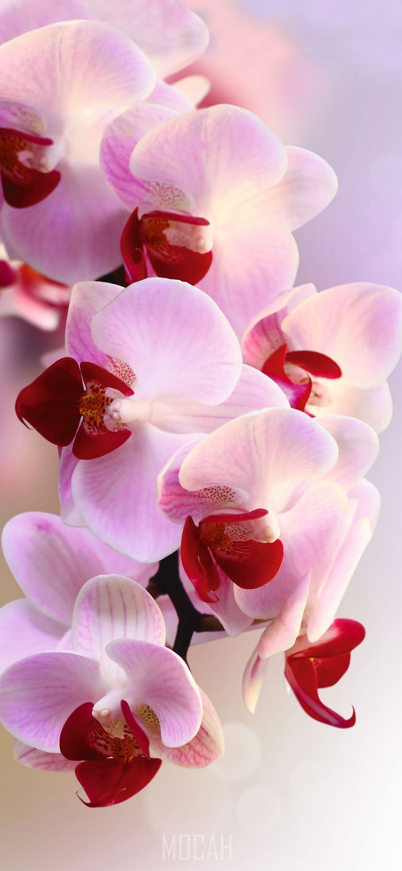 Orchid iPhone Wallpapers - 4k, HD Orchid iPhone Backgrounds on WallpaperBat