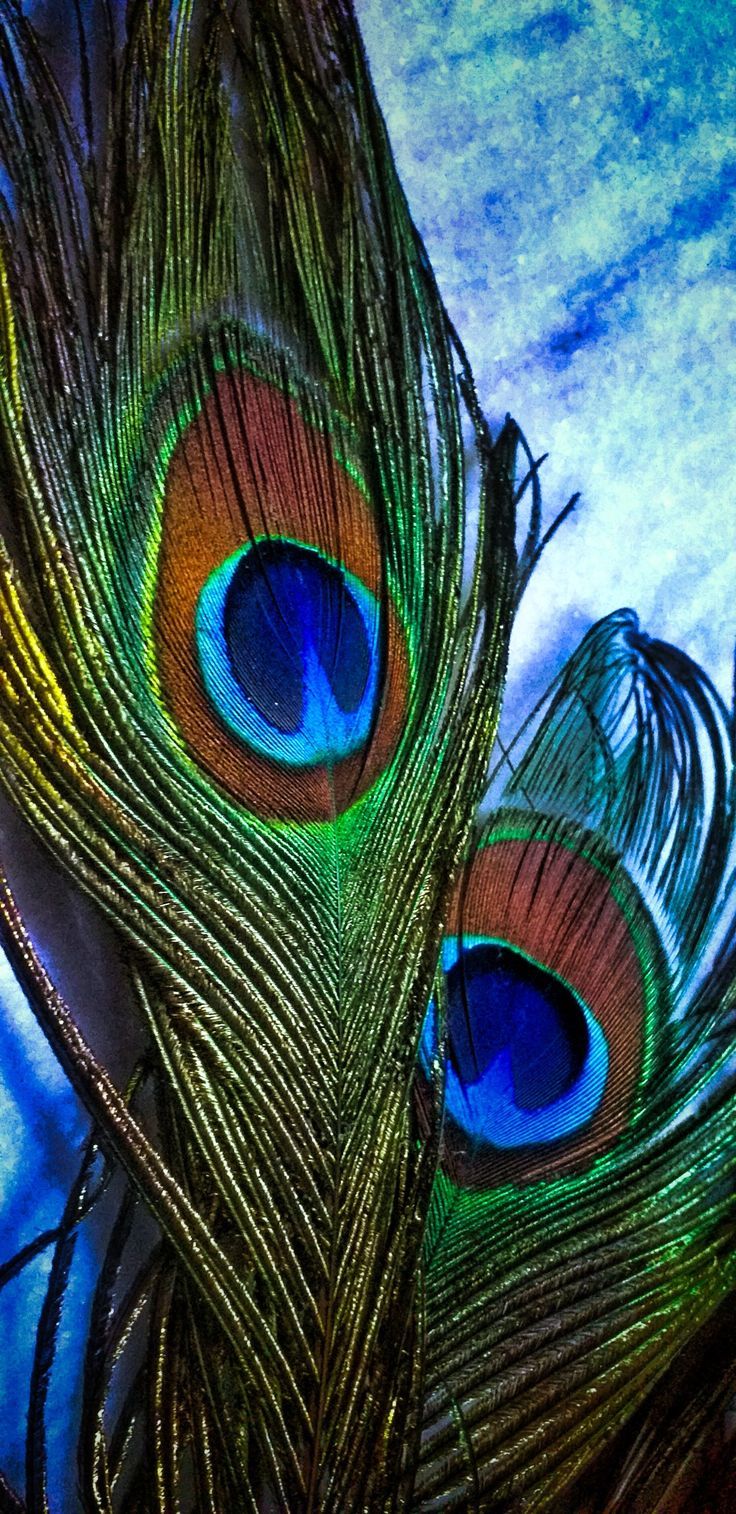 Peacock Iphone Wallpapers - 4k, Hd Peacock Iphone Backgrounds On 