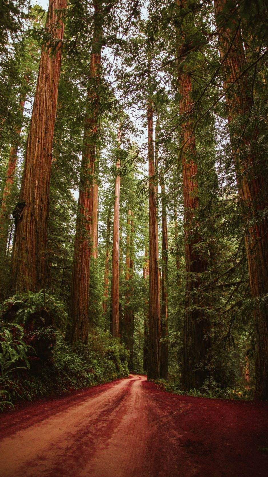 California Redwood Forest Wallpapers - 4k, HD California Redwood Forest