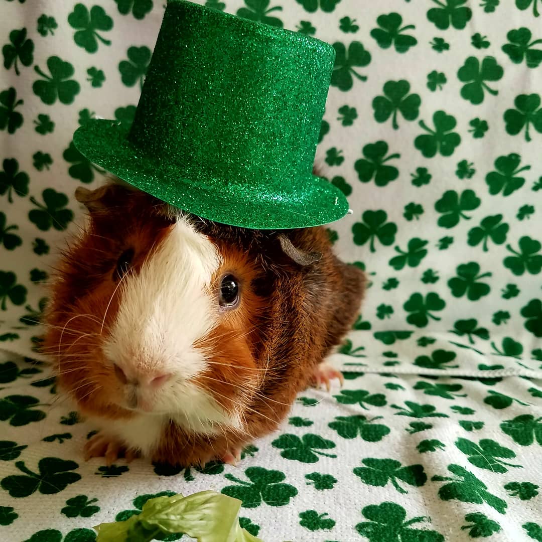 st patricks day animals mignons