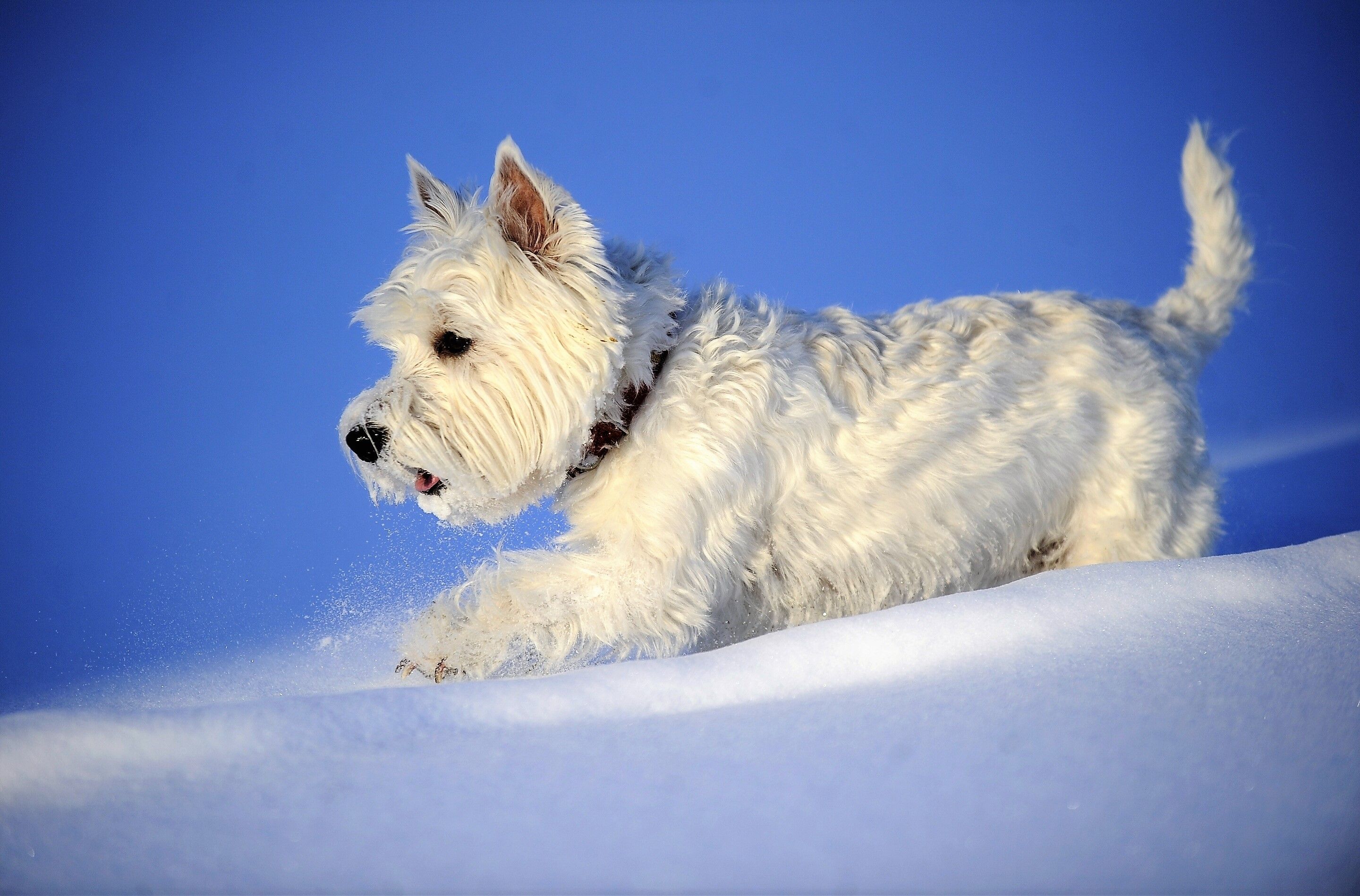 West Highland White Terrier Wallpapers - 4k, HD West Highland White ...