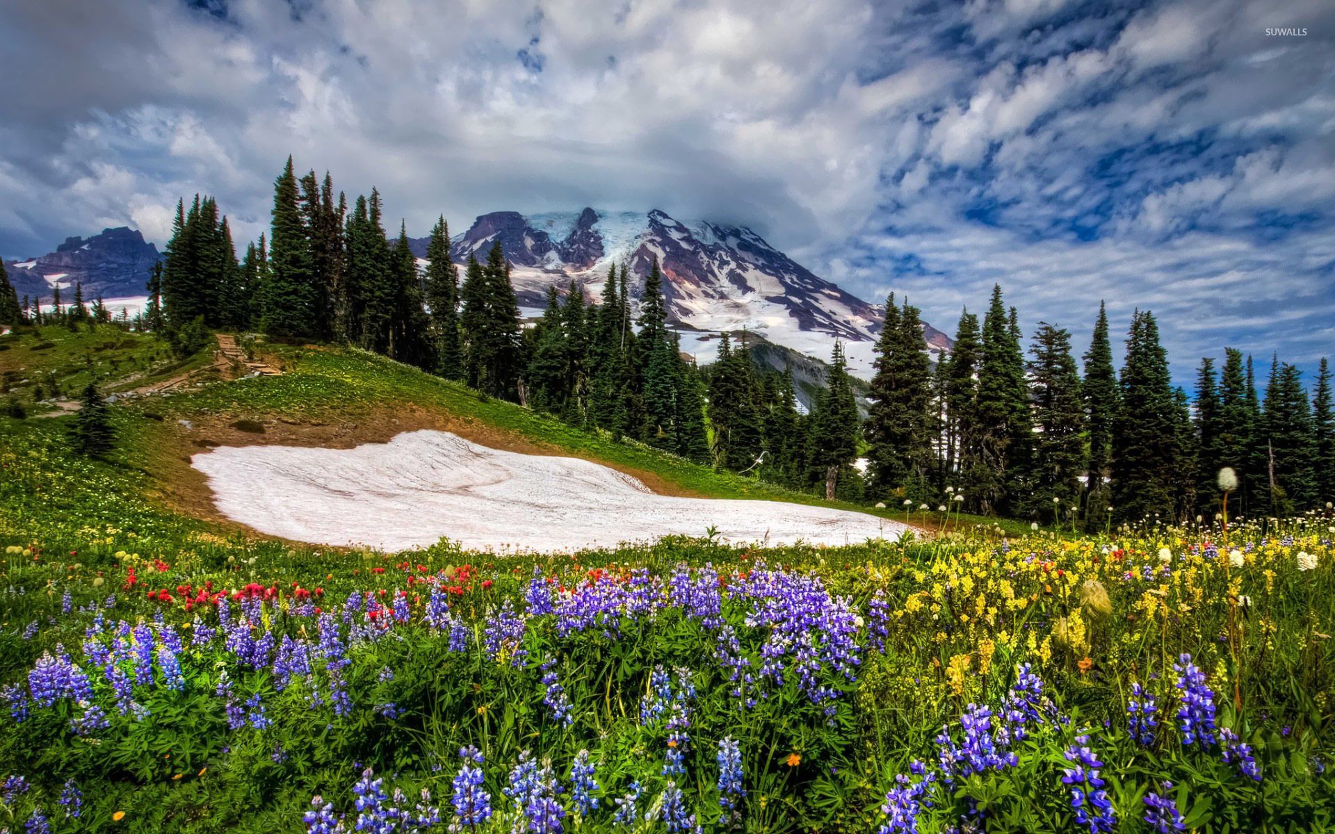 Nature Meadow Wallpapers - 4k, HD Nature Meadow Backgrounds on WallpaperBat