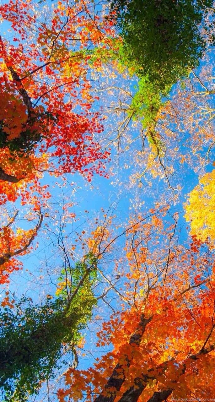 Fall iPhone Wallpapers 4k, HD Fall iPhone Backgrounds on WallpaperBat