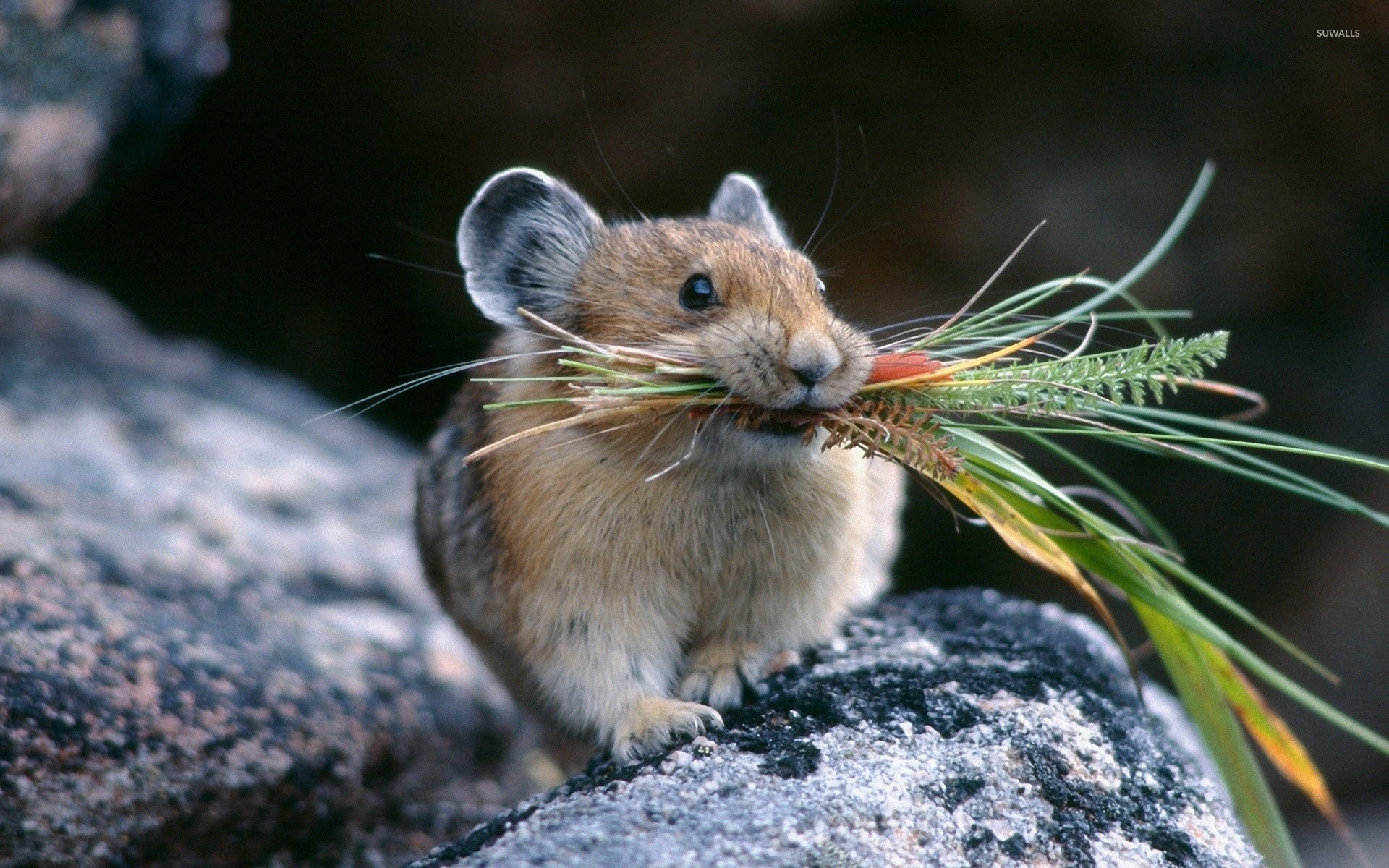 Mouse Animal Wallpapers - 4k, HD Mouse Animal Backgrounds on WallpaperBat