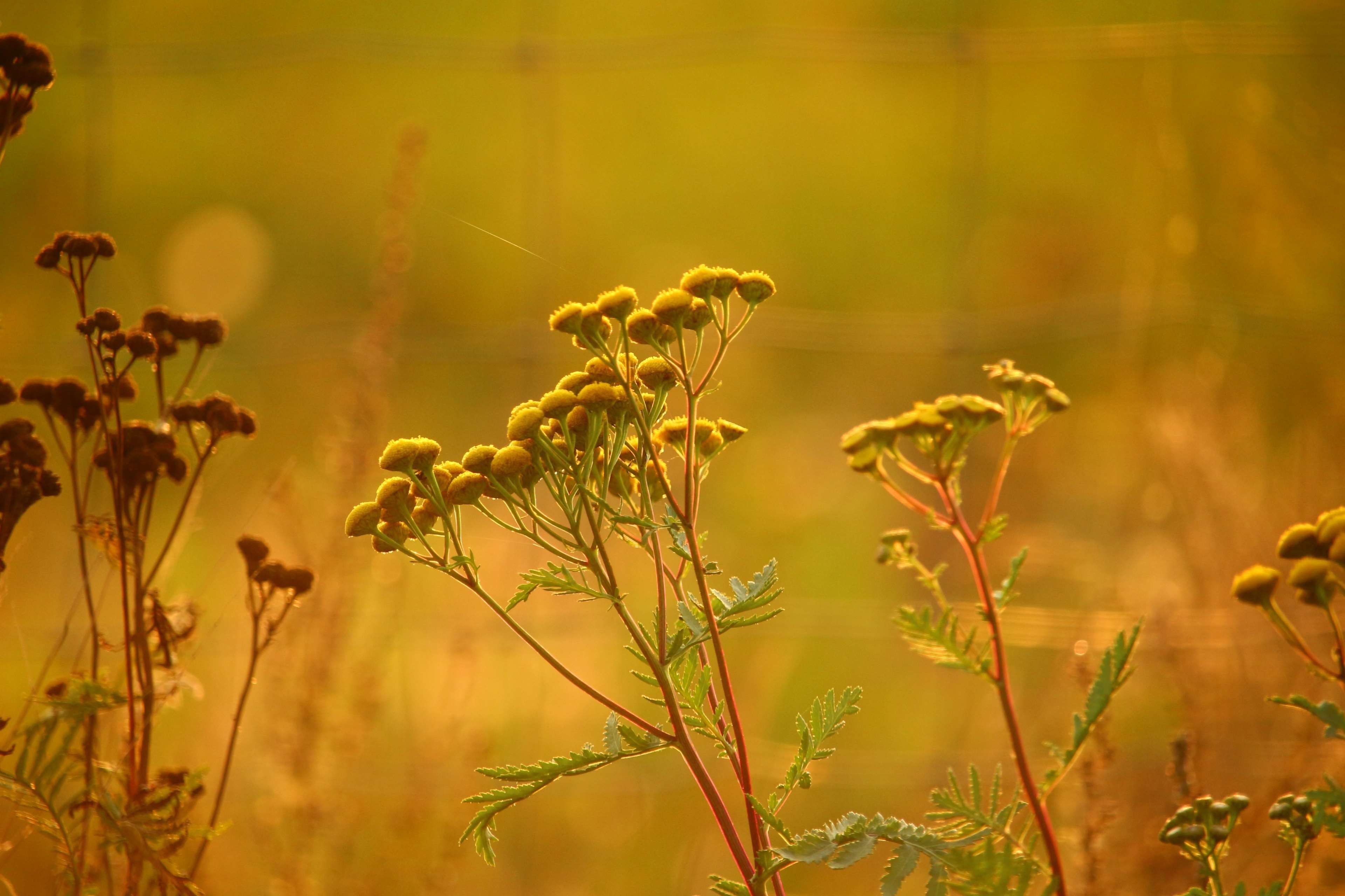 Autumn Meadow Wallpapers - 4k, HD Autumn Meadow Backgrounds on WallpaperBat