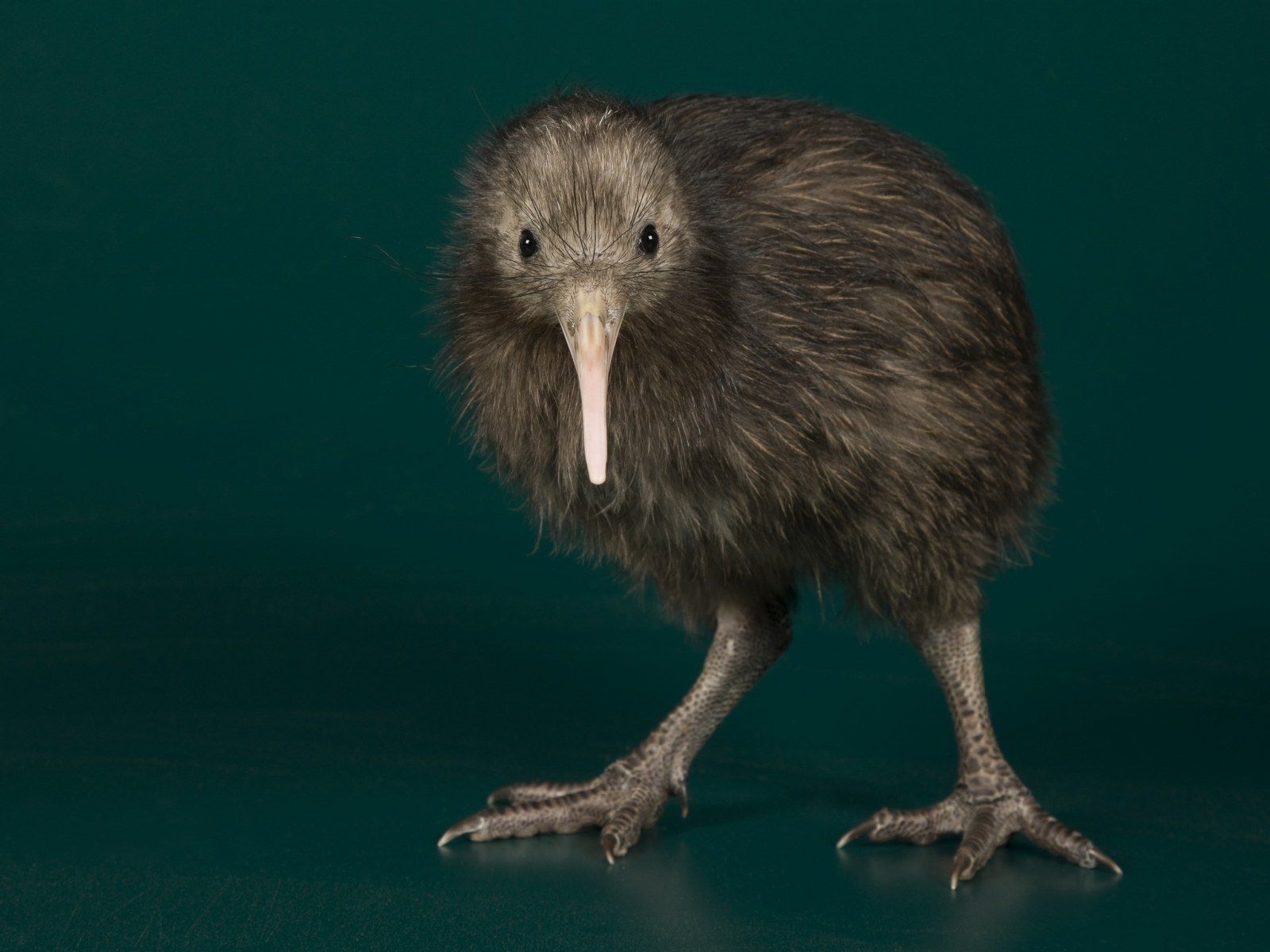 Kiwi Bird Wallpapers - 4k, HD Kiwi Bird Backgrounds on WallpaperBat