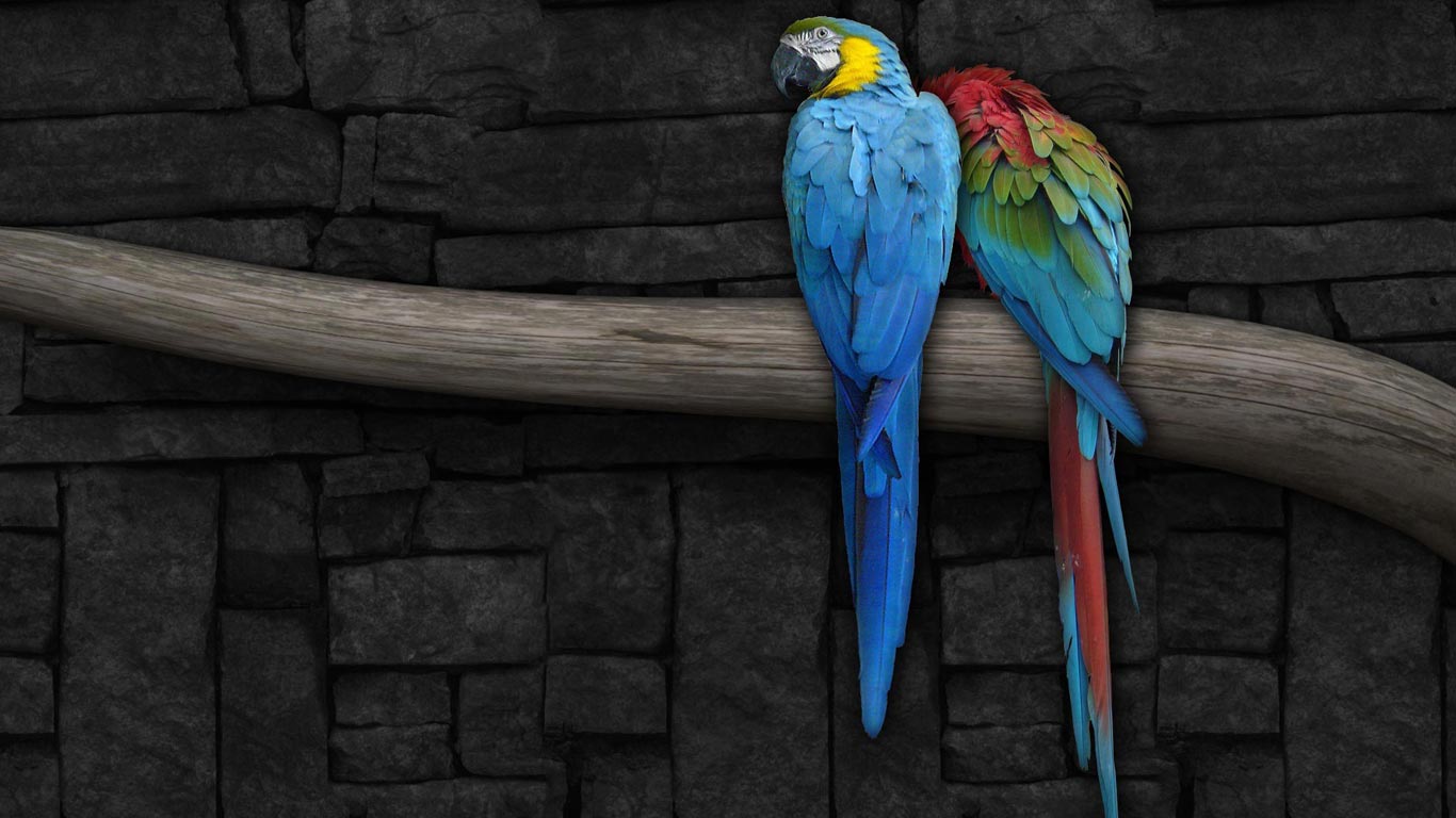 Parrot OS Wallpapers.