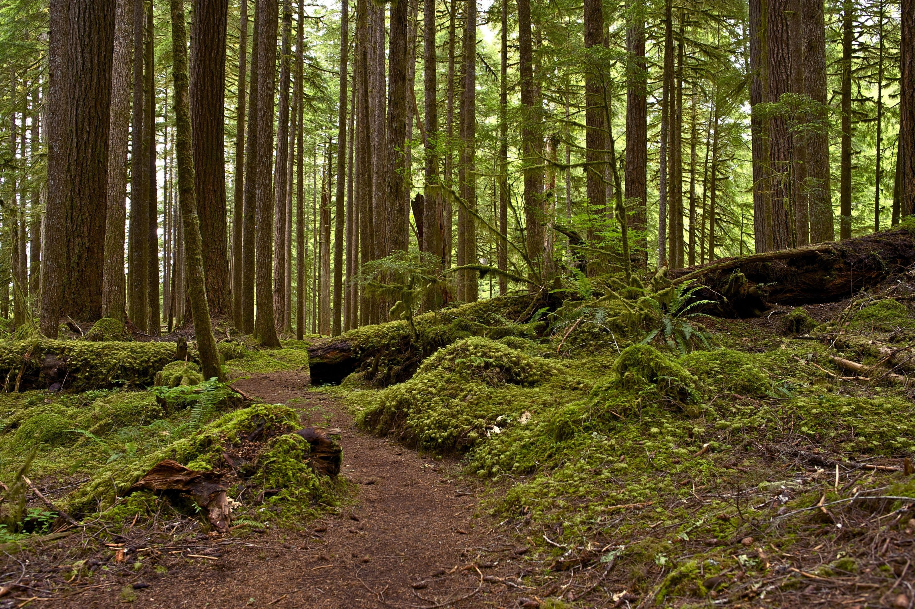 Oregon Forest Wallpapers - 4k, HD Oregon Forest Backgrounds on WallpaperBat