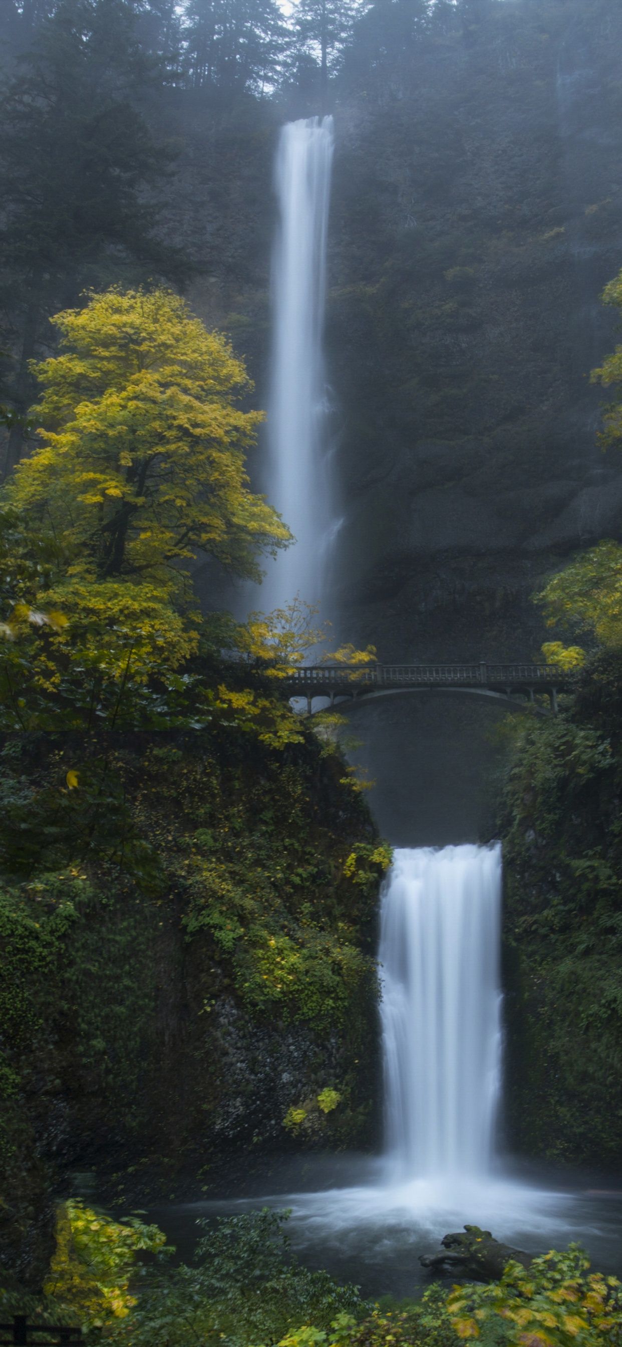 Oregon Forest Wallpapers - 4k, HD Oregon Forest Backgrounds on WallpaperBat