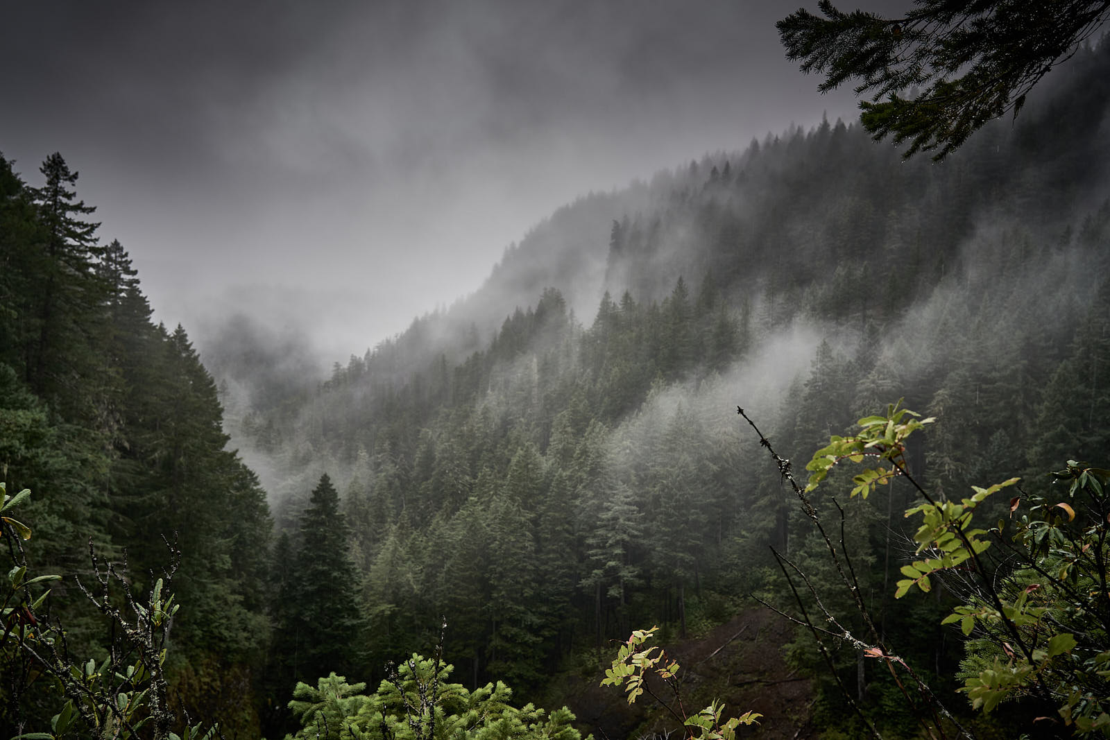 Oregon Forest Wallpapers 4k Hd Oregon Forest Backgrounds On Wallpaperbat