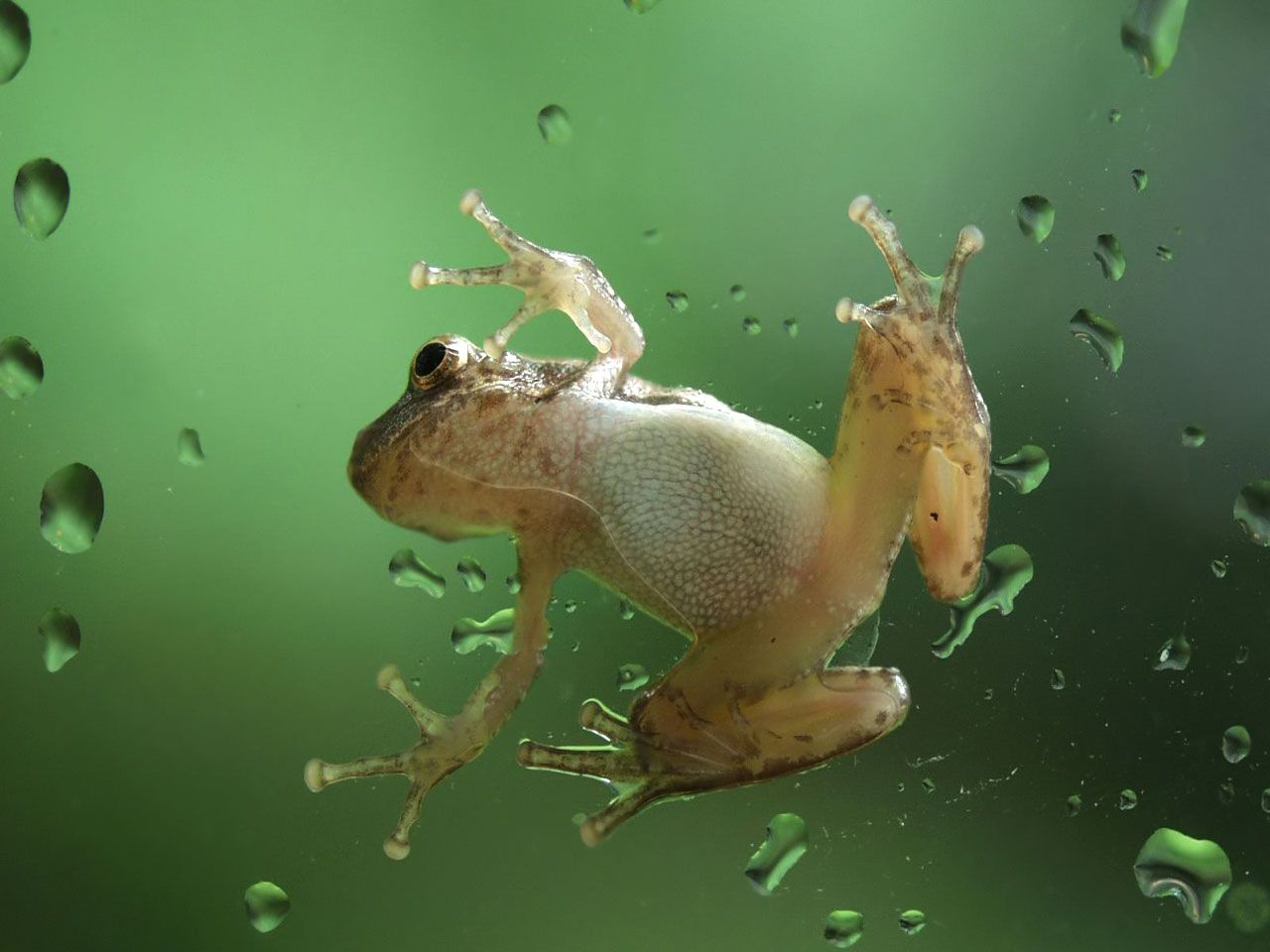 Cute Frog Wallpapers - 4k, HD Cute Frog Backgrounds on WallpaperBat