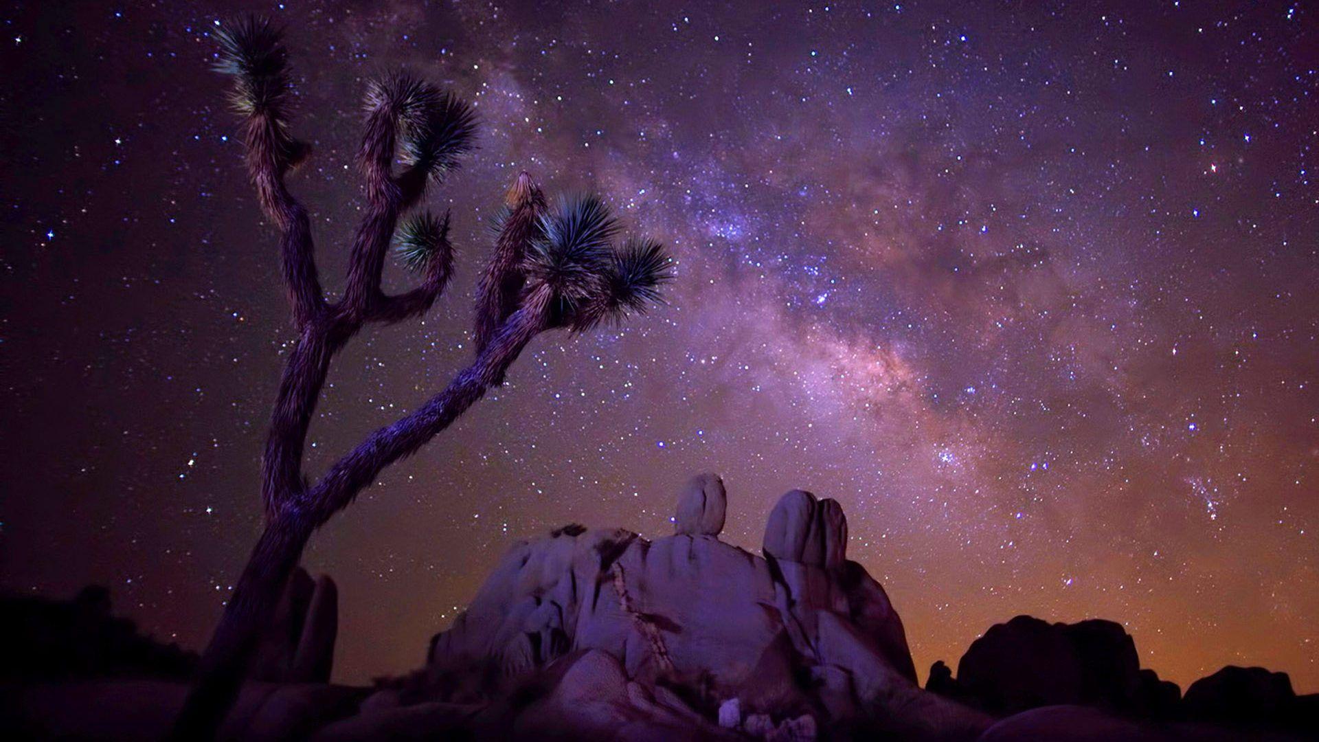 Joshua Tree Night Wallpapers - 4k, HD Joshua Tree Night Backgrounds on ...