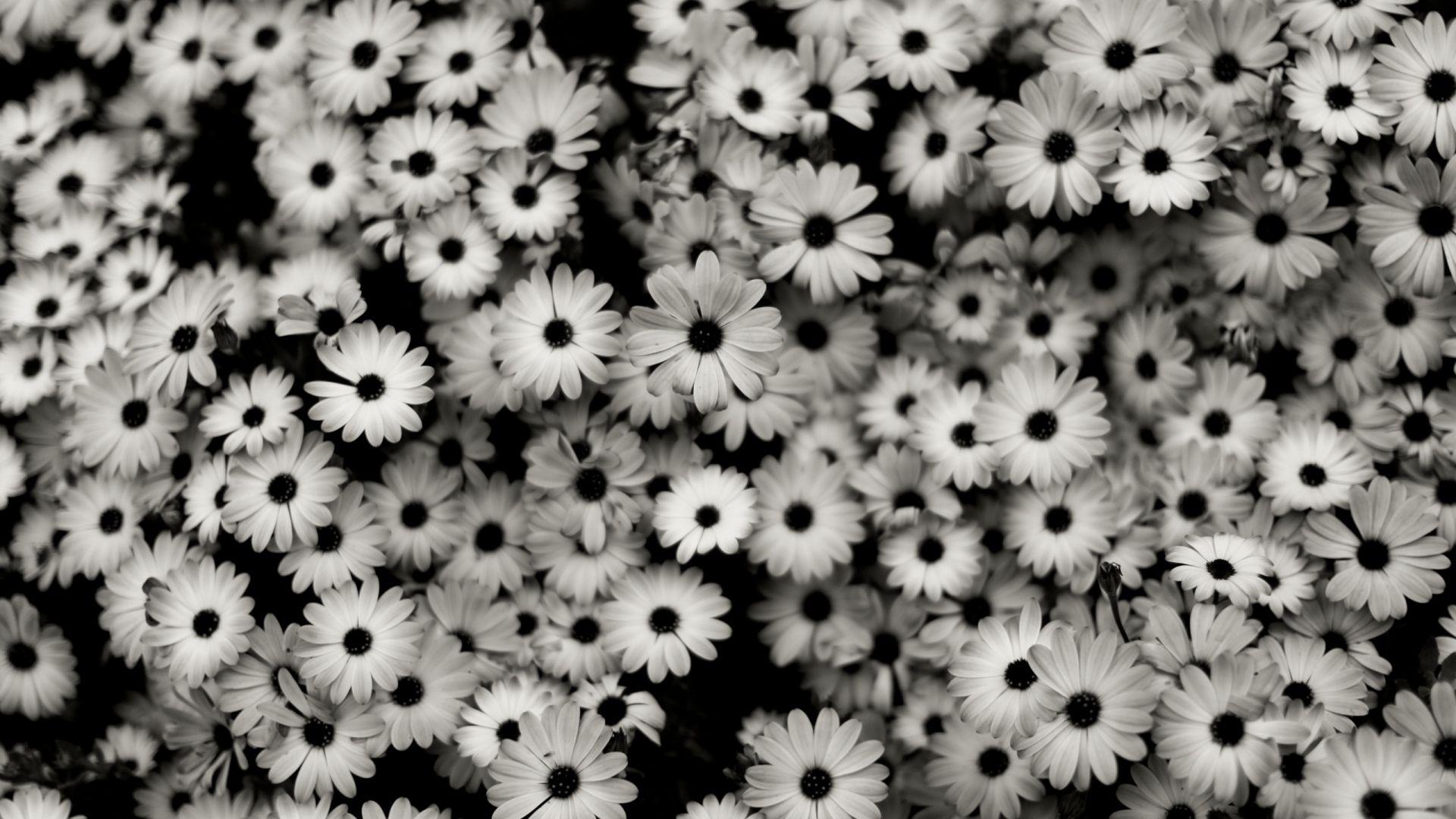 Black Flowers Wallpapers - 4k, HD Black Flowers Backgrounds on WallpaperBat