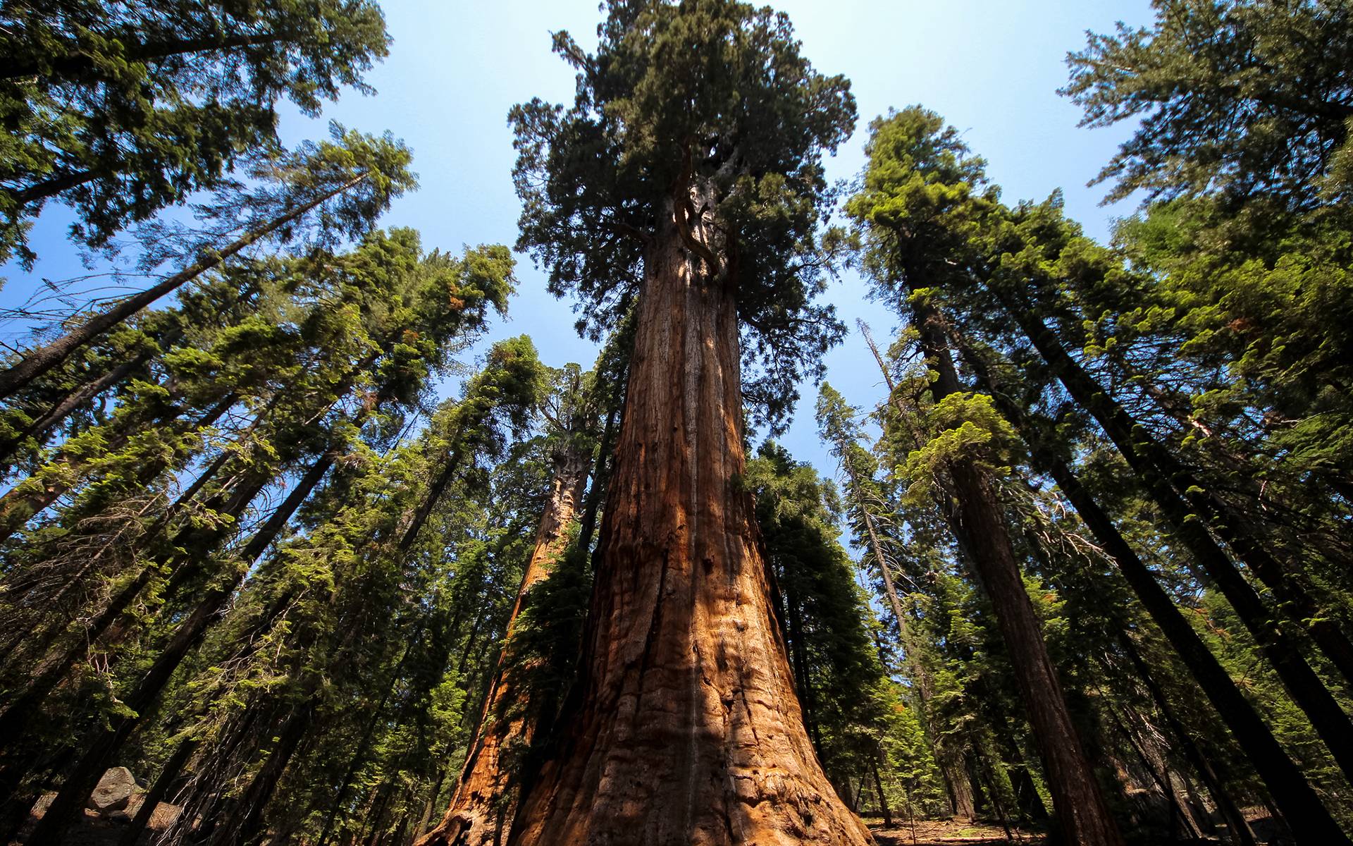 Redwood Forest Wallpapers - 4k, HD Redwood Forest Backgrounds on ...