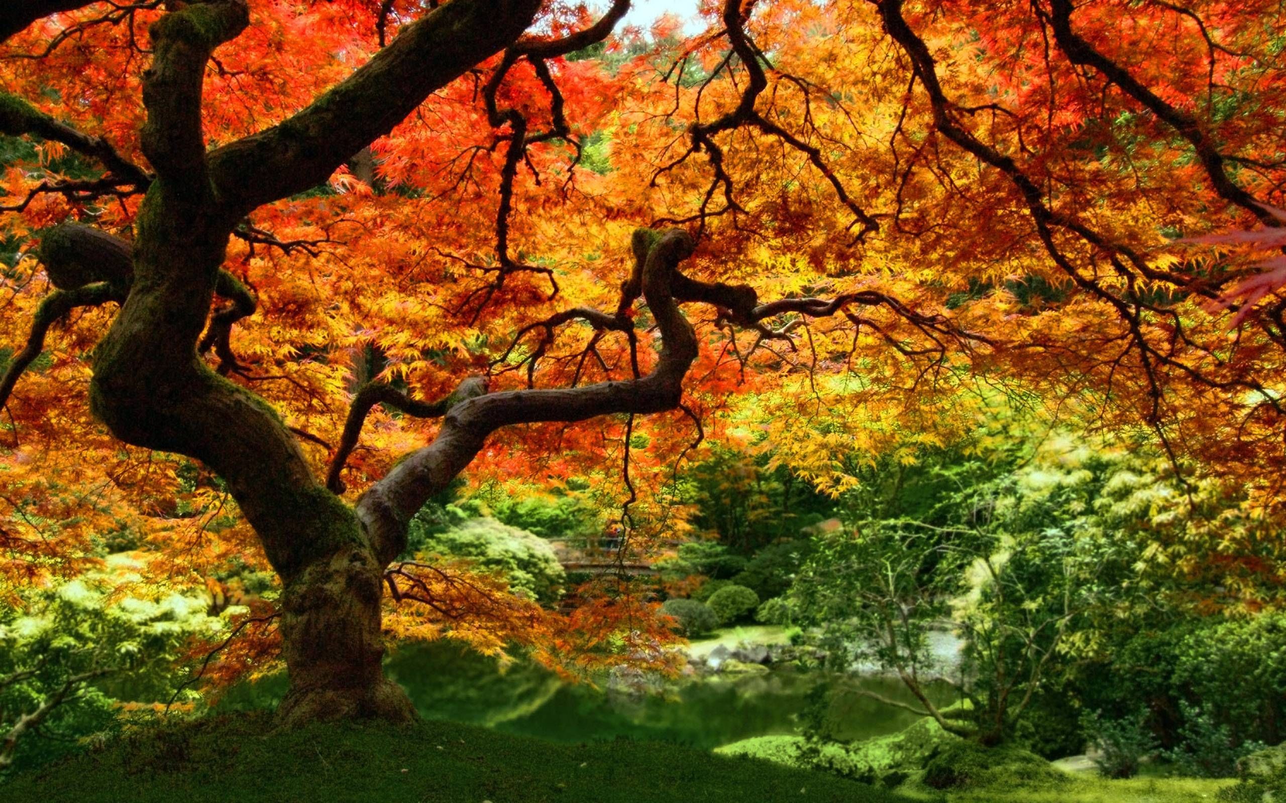 Autumn Garden Wallpapers - 4k, HD Autumn Garden Backgrounds on WallpaperBat