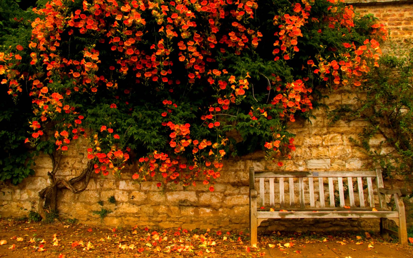 Autumn Garden Wallpapers - 4k, HD Autumn Garden Backgrounds on WallpaperBat