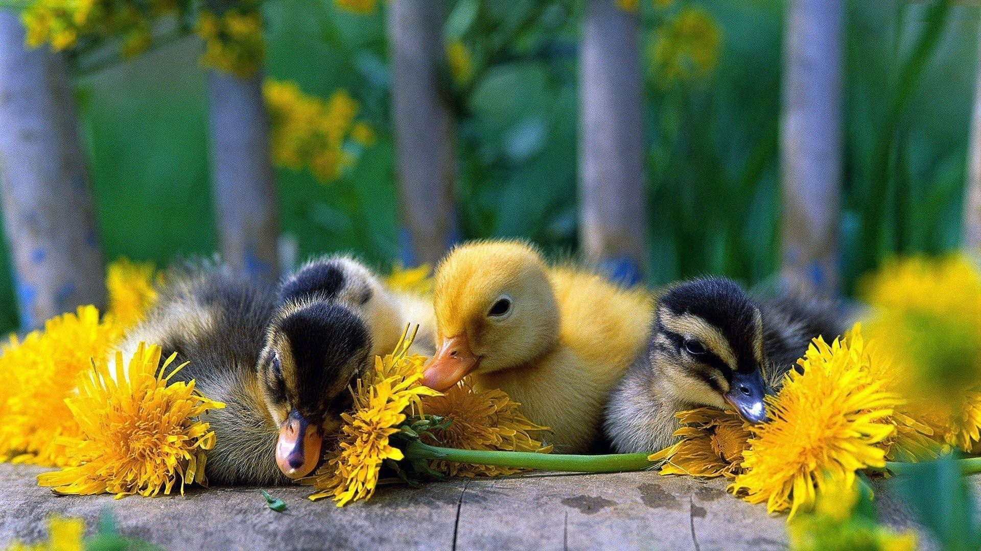 Easter Ducks Wallpapers - 4k, HD Easter Ducks Backgrounds on WallpaperBat