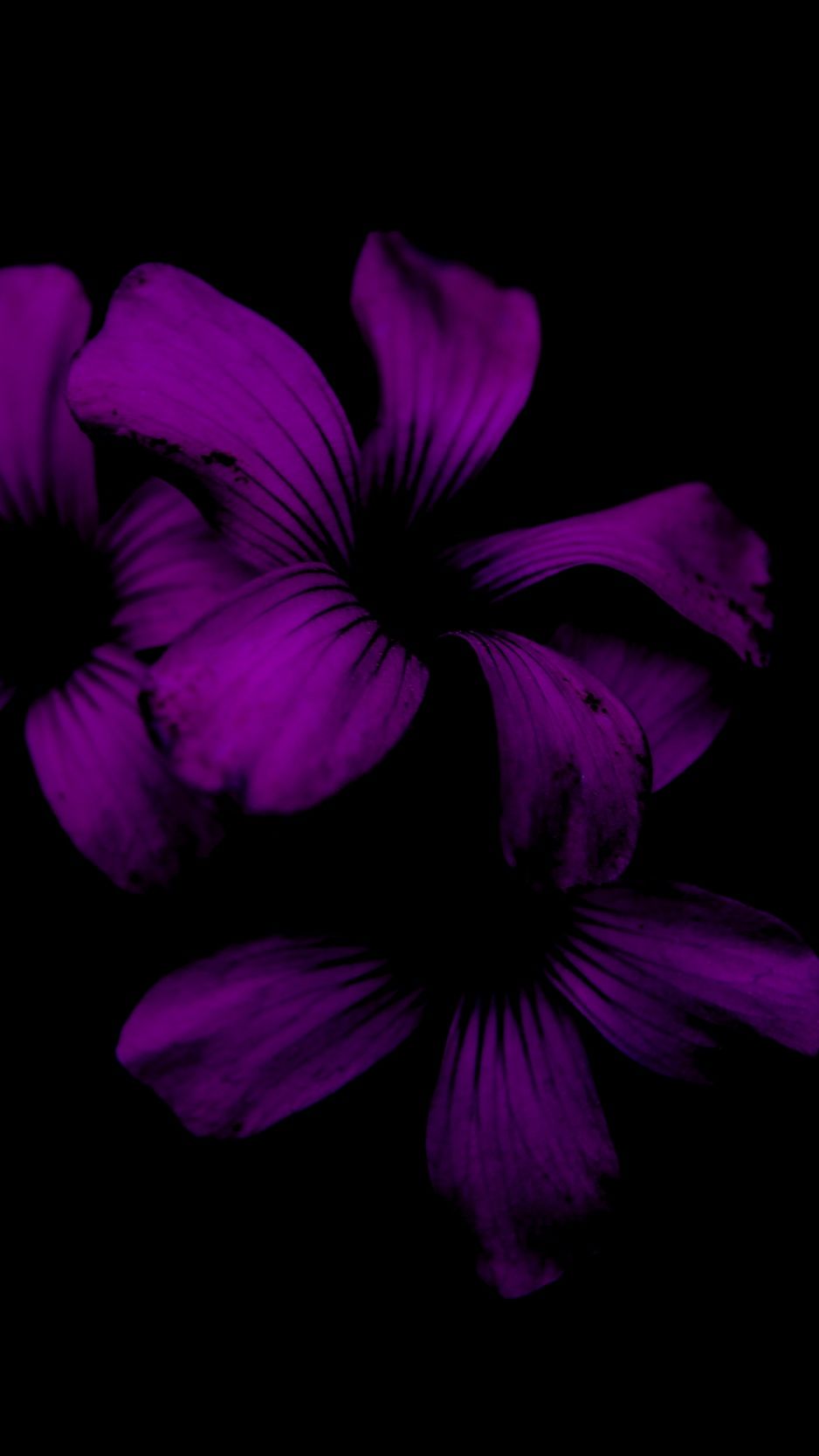 938x1668 Related Wallpapers Lilac, Flower - Dark Purple Flower Wallpaper ... Wallpaper