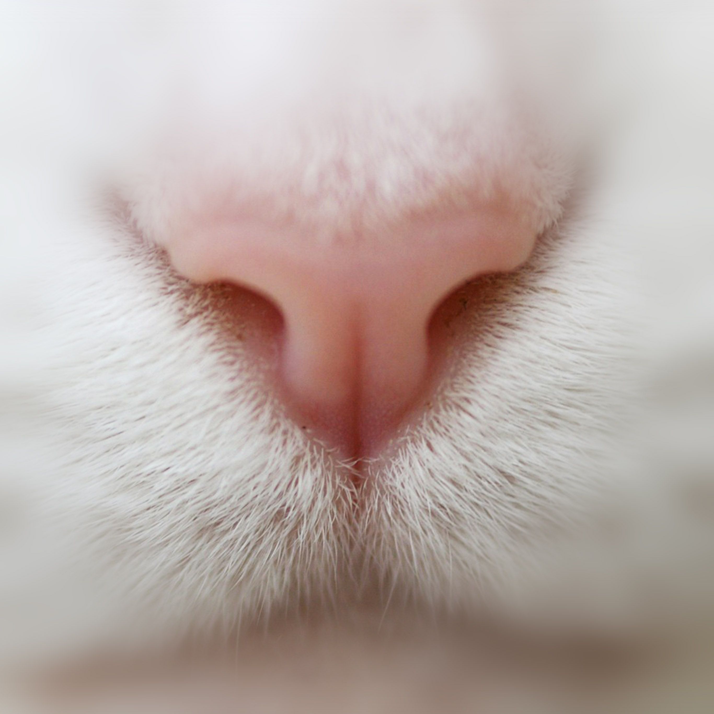 Кошка нос и рот. Нос кошки. Носик котика. Розовый нос. Кот с розовым носом.