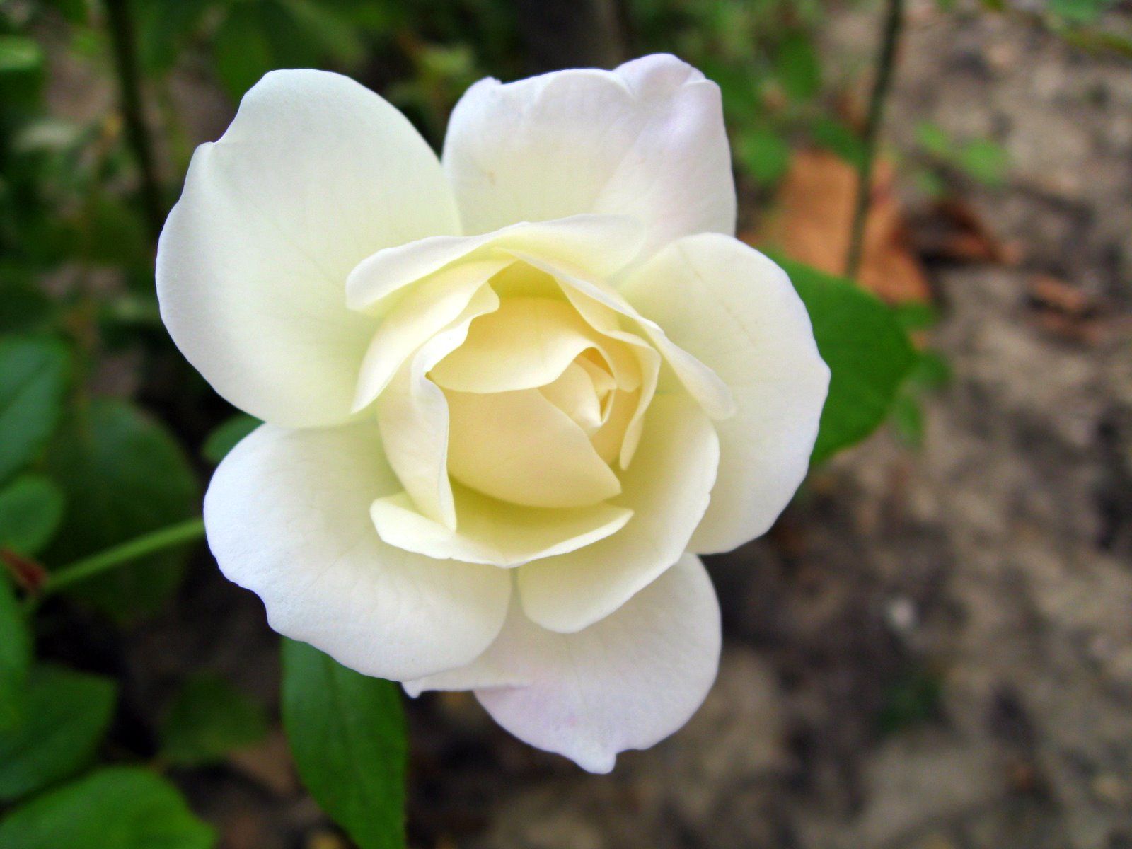 1600x1200 Pics Photo - The Most Beautiful Flower Rose Photography HD on WallpaperBat