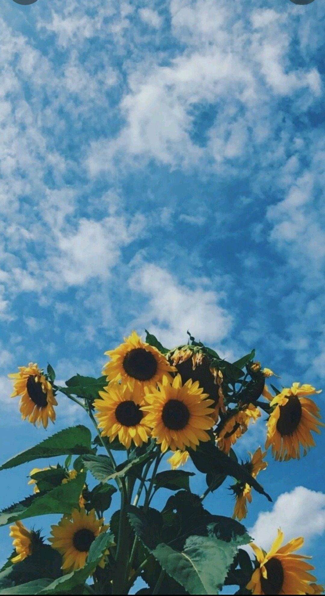Sunflower iPhone Wallpapers - 4k, HD Sunflower iPhone Backgrounds on ...