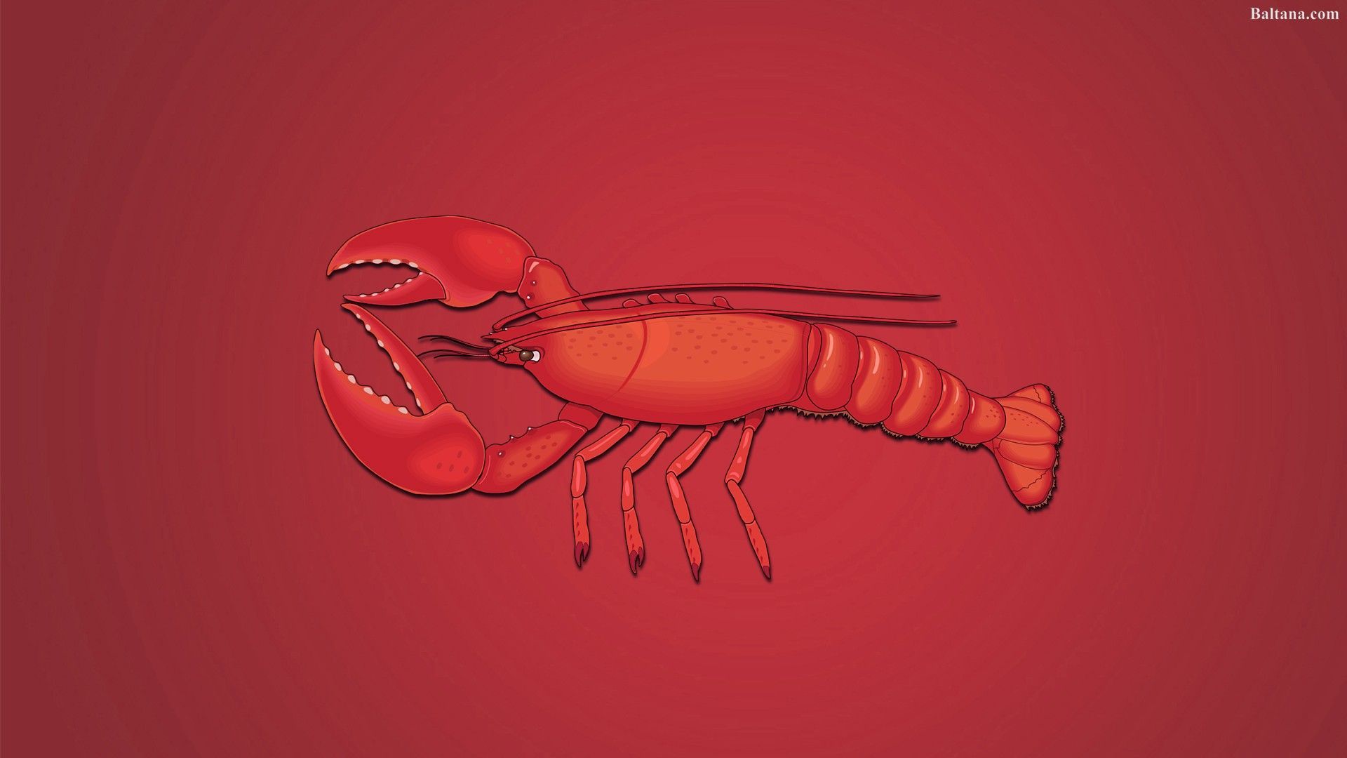 Lobster Wallpapers - 4k, HD Lobster Backgrounds on WallpaperBat