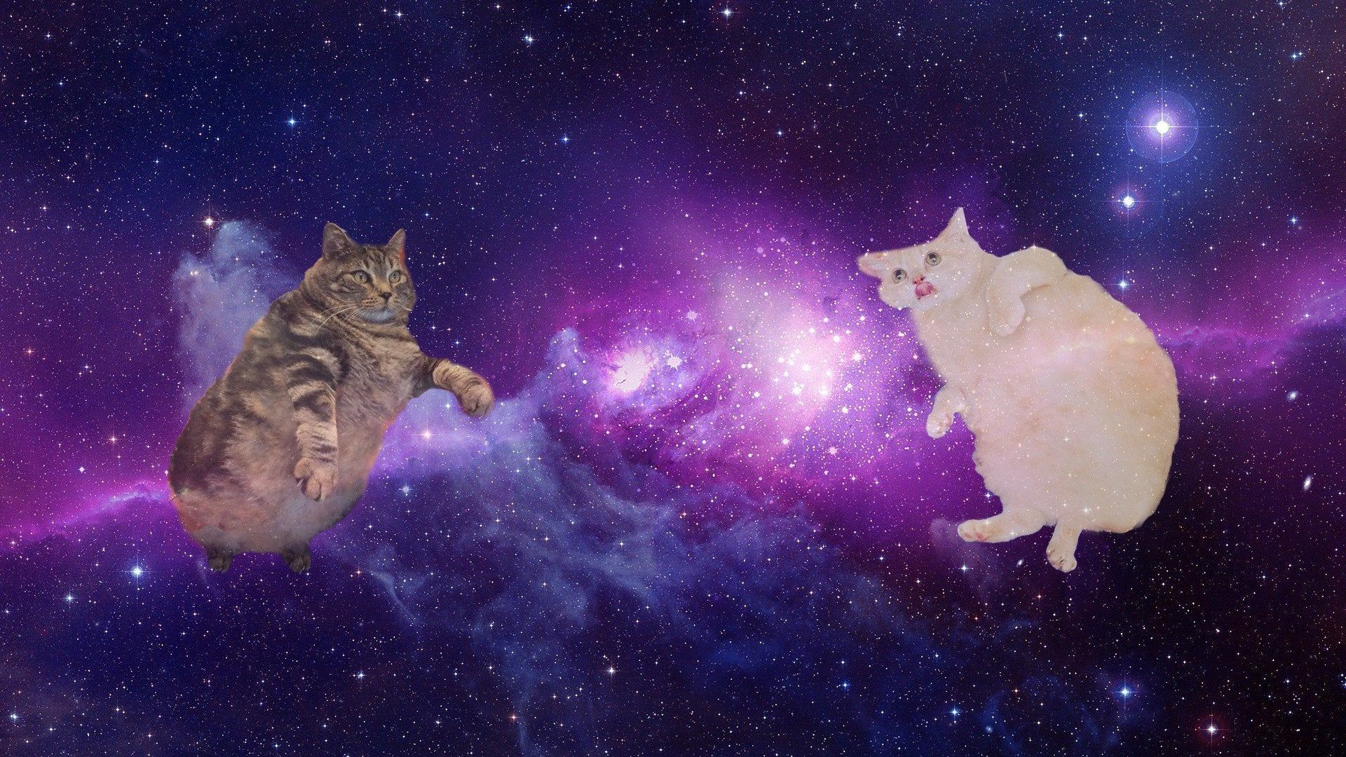 Space Cat Wallpapers - 4k, HD Space Cat Backgrounds on WallpaperBat