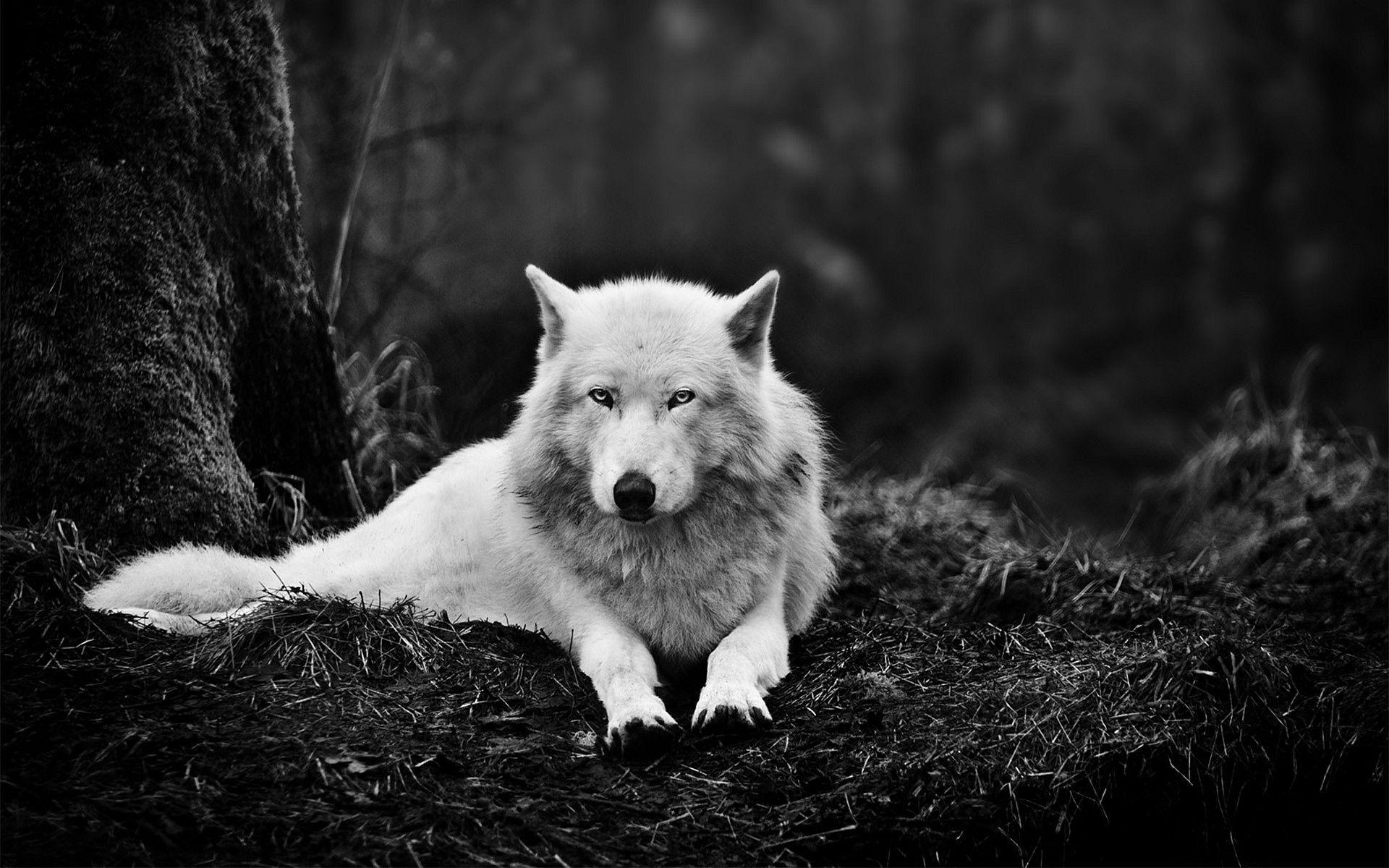 1920x1200 White Wolf Wallpapers - Wallpaper Cave Wallpaper