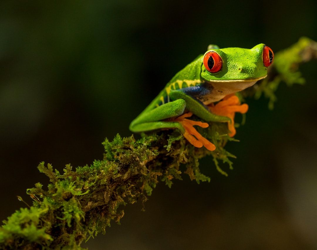 Tree Frog Wallpapers - 4k, HD Tree Frog Backgrounds on WallpaperBat