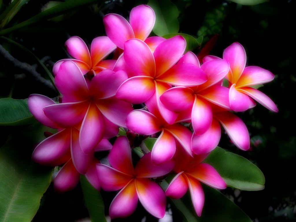 Hawaii Flowers Wallpapers 4k HD Hawaii Flowers Backgrounds On 370101 Hawaii Flowers Flowers Tree Of Life J0njvgmnlq