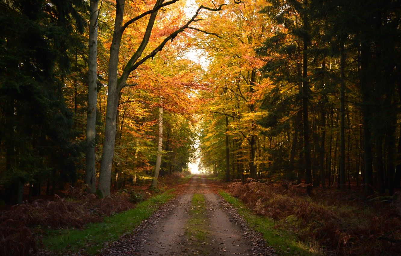 Fall Forest Wallpapers - 4k, HD Fall Forest Backgrounds on WallpaperBat