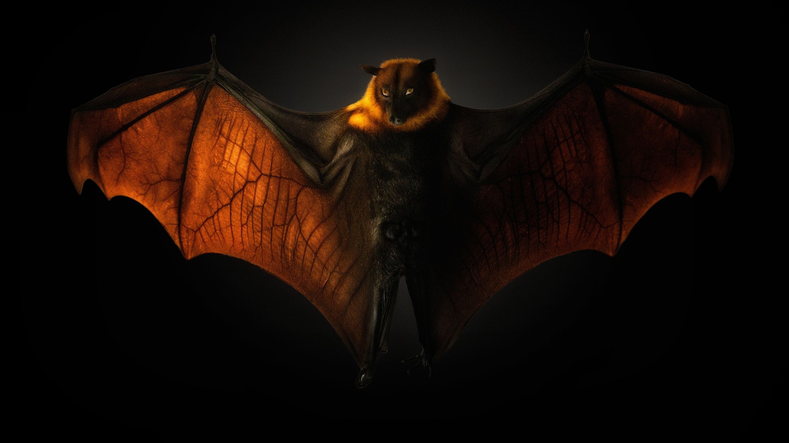 Bat Animal Wallpapers - 4k, HD Bat Animal Backgrounds on WallpaperBat