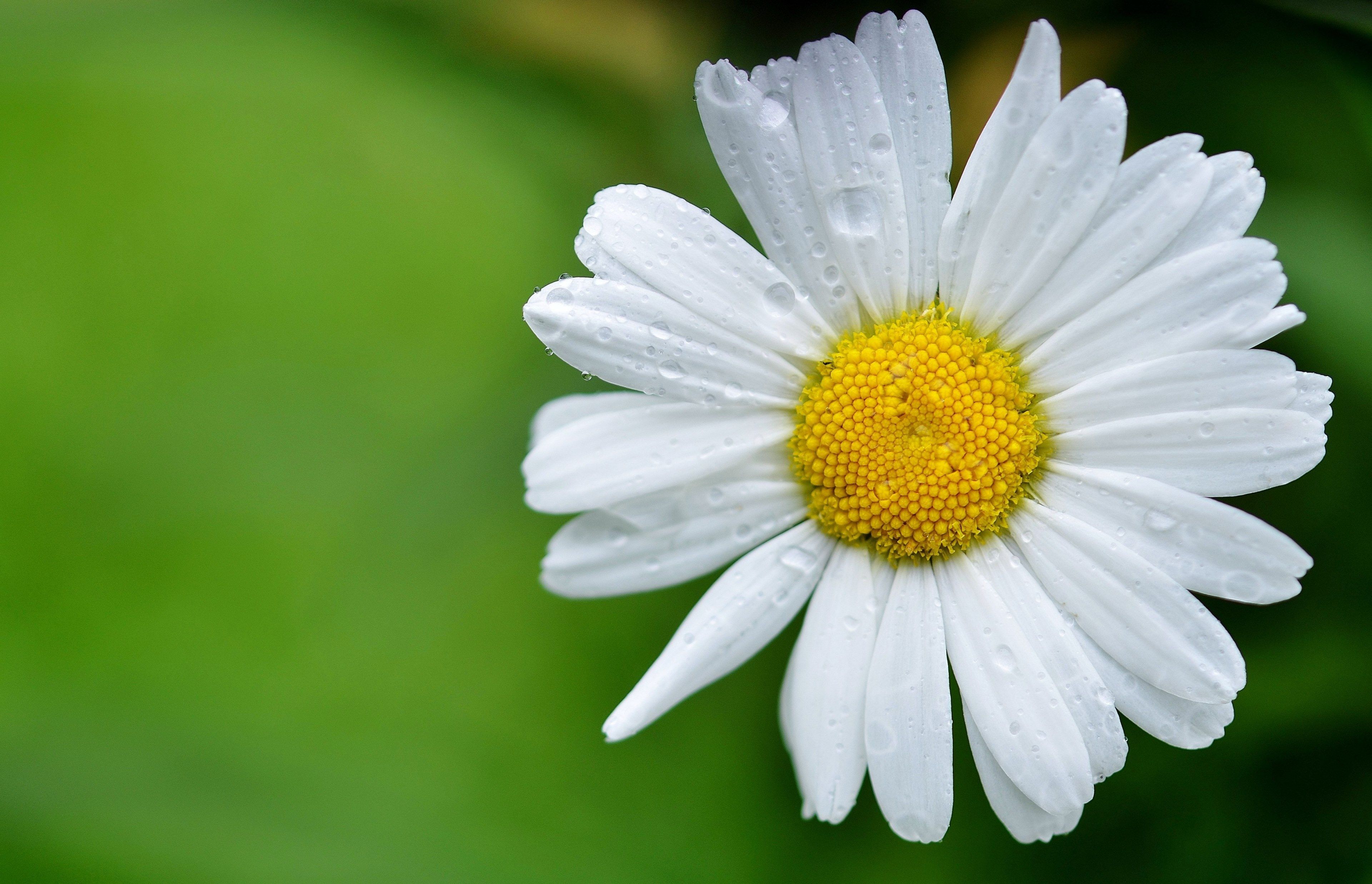 Summer Meadow Wallpapers - 4k, HD Summer Meadow Backgrounds on WallpaperBat