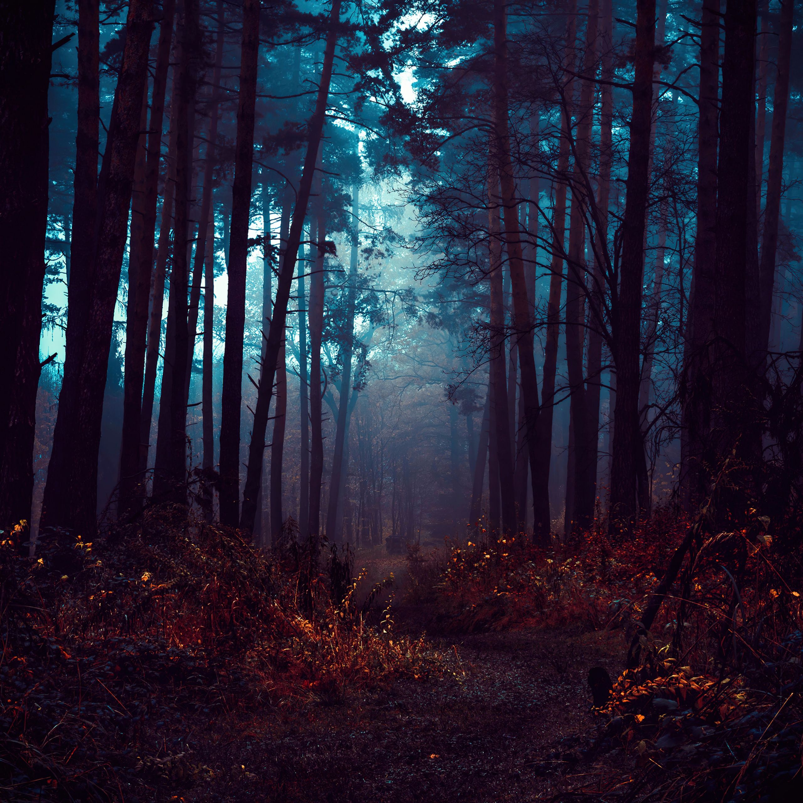 8K Dark Forest Wallpapers - 4k, HD 8K Dark Forest Backgrounds on ...