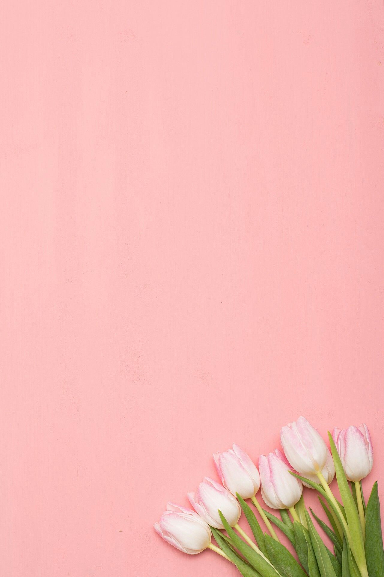 Pastel Tulips Wallpapers - 4k, HD Pastel Tulips Backgrounds on WallpaperBat