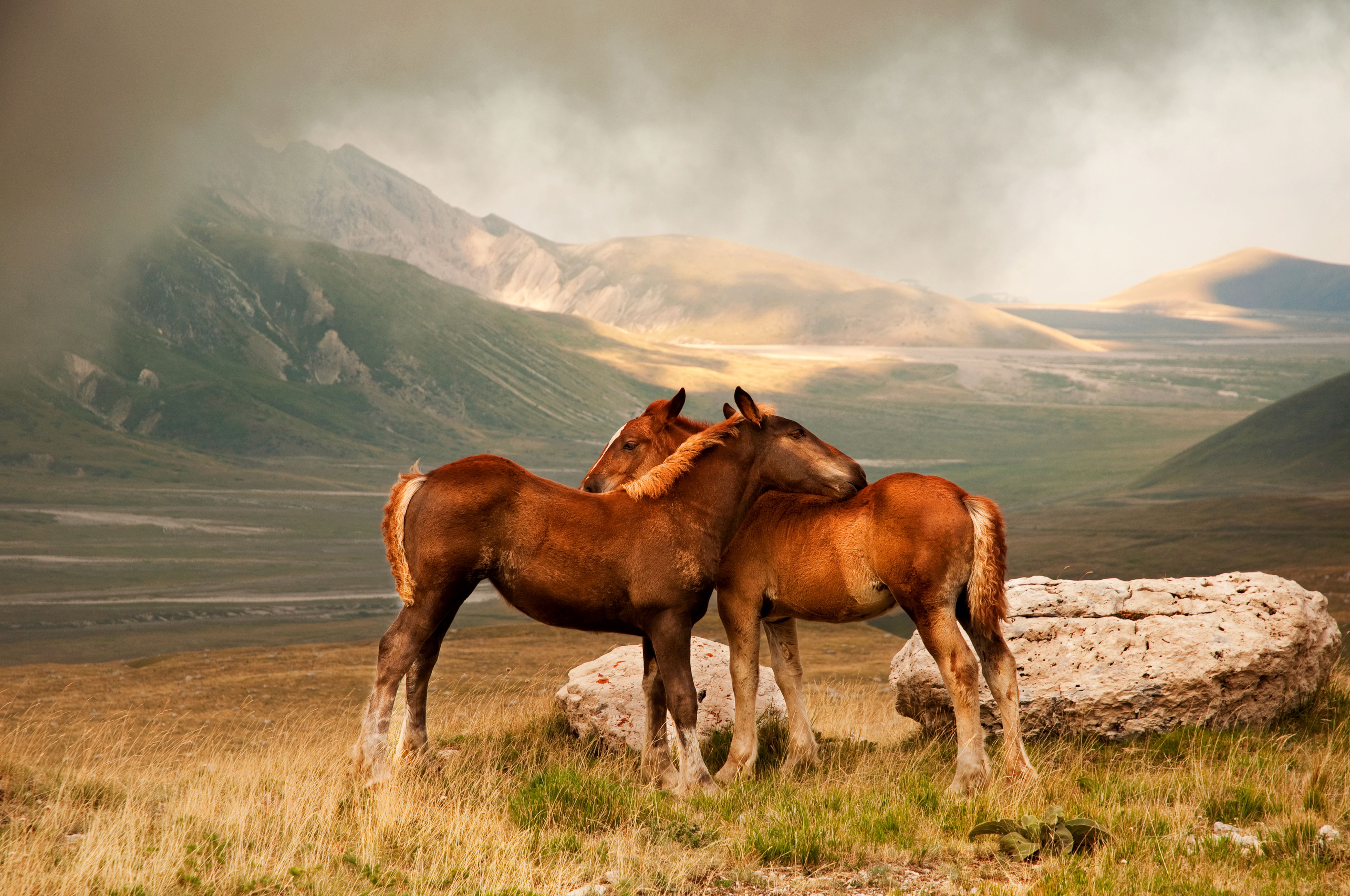 Spring horse. Дикие лошади Мустанги в дикой природе. Мустанги лошади в дикой природе. Мустанг лошадь. Красивые пейзажи с лошадьми.