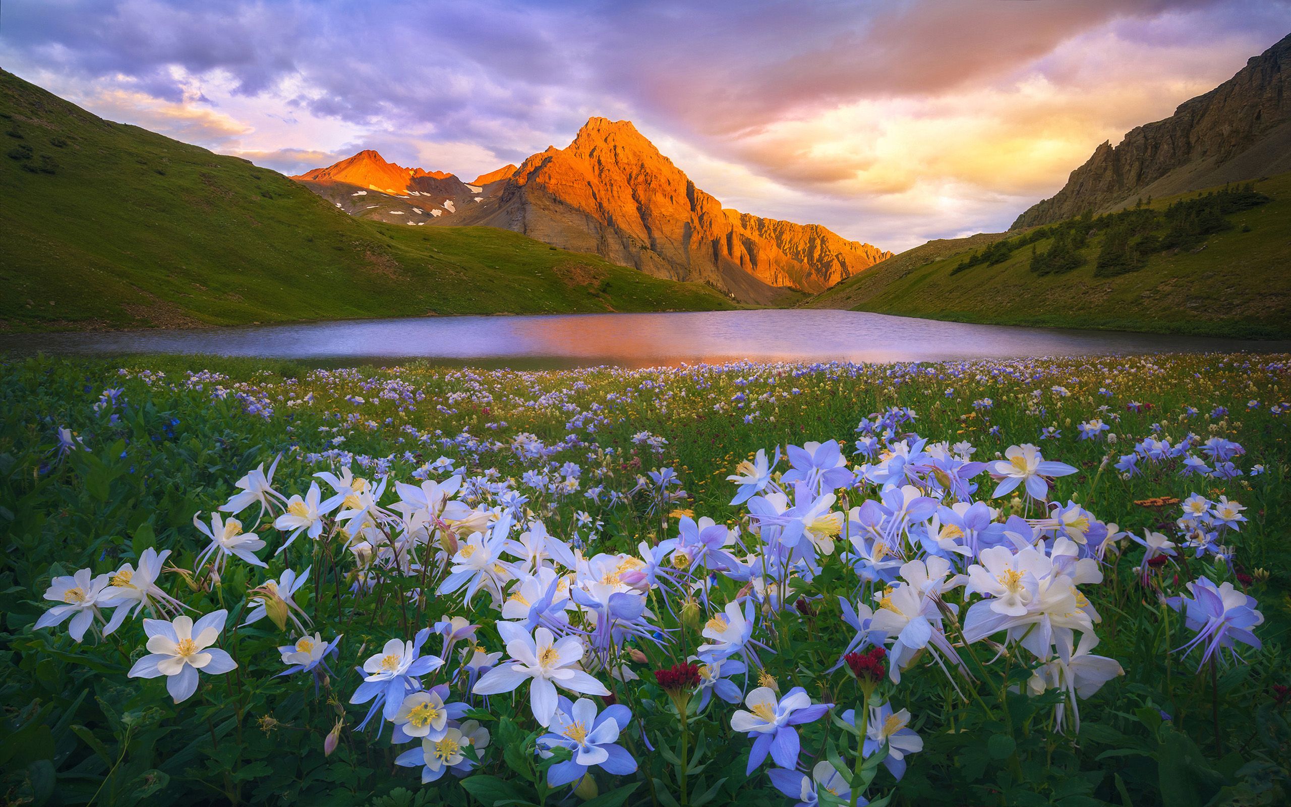 Flower nature. Поле нарциссов в России-Кавказ. Горные цветы Колорадо. Пейзажи с цветами.