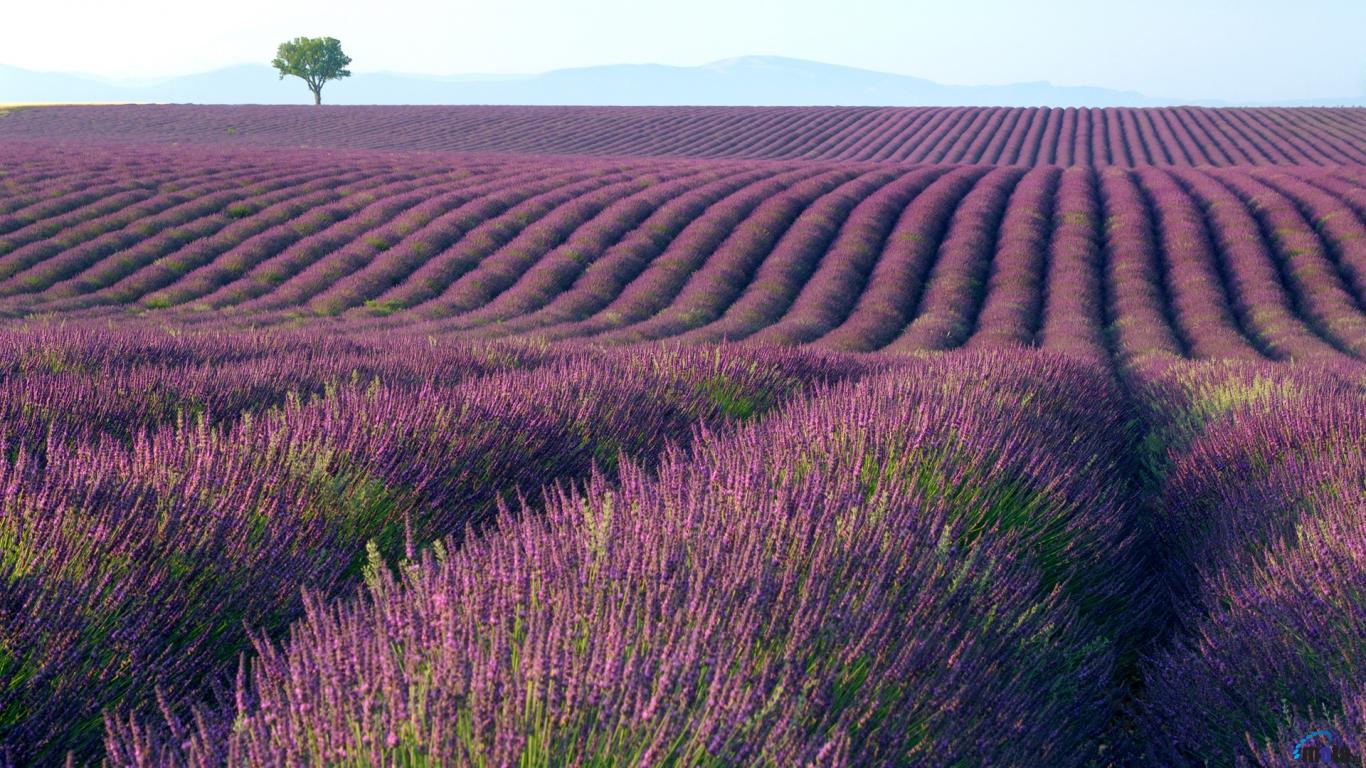 1366x768 40+] Lavender Fields Desktop Wallpaper on WallpaperSafari Wallpaper