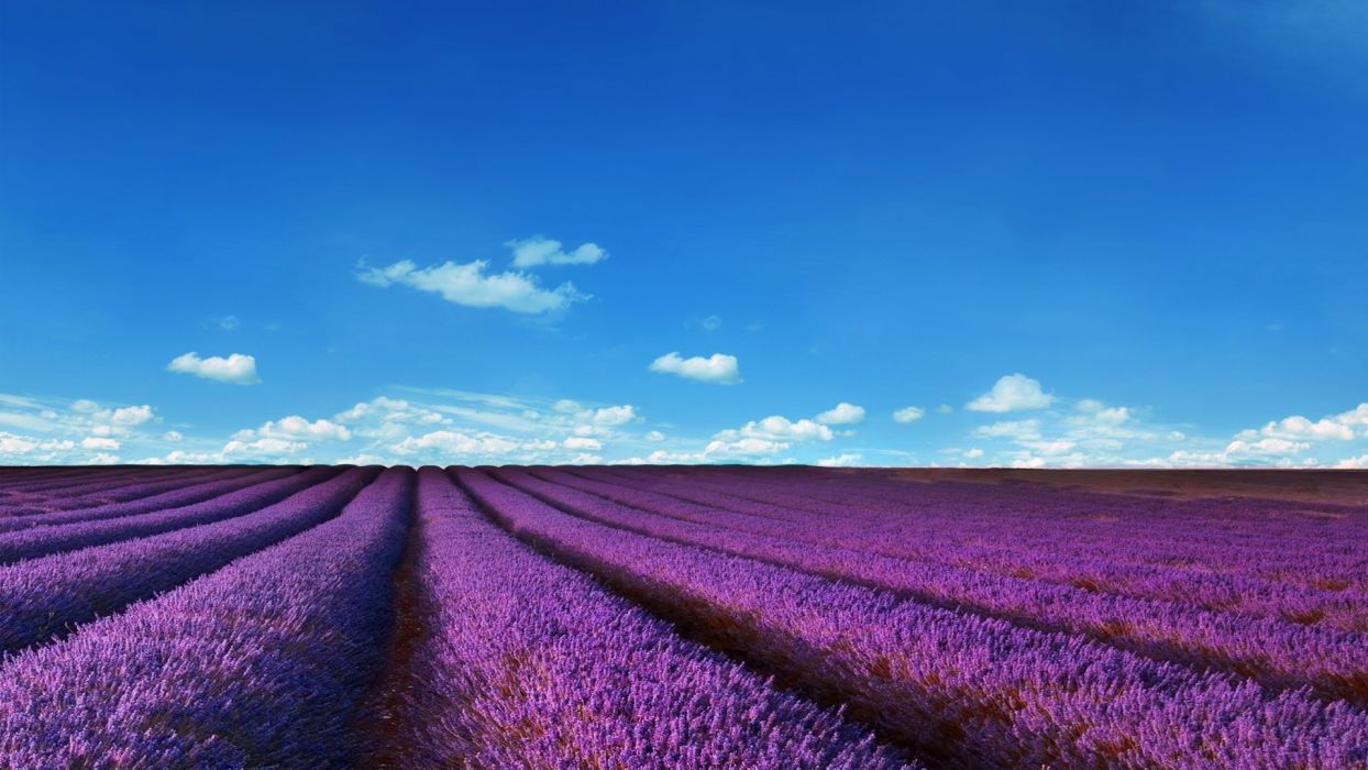 1244x700 Lavender fields wallpaper | 1920x1080 | 1091602 | WallpaperUP Wallpaper